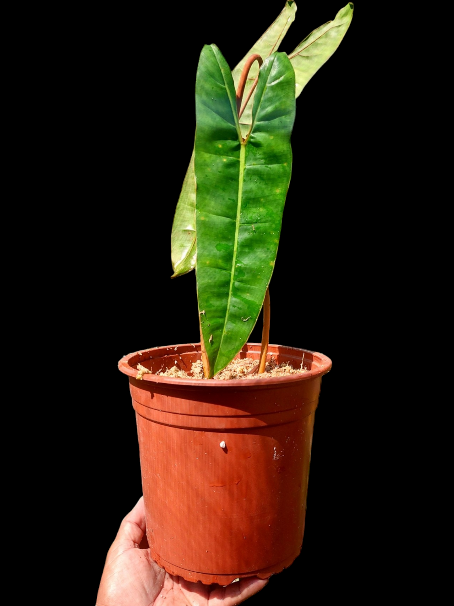 Philodendron Billietiae Brazil Ecotype BIG PLANT (EXACT PLANT)