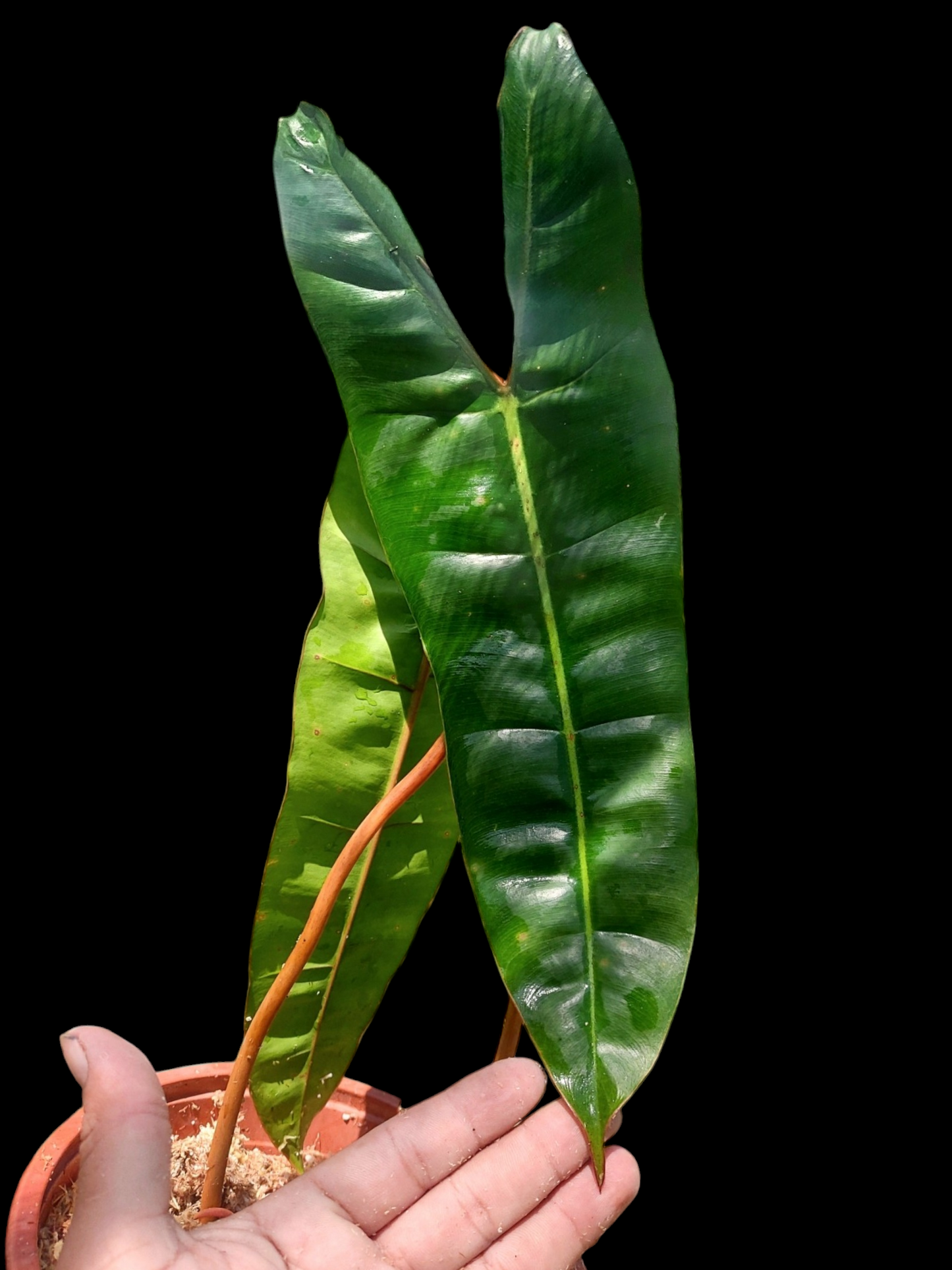 Philodendron Billietiae Brazil Ecotype BIG PLANT (EXACT PLANT)
