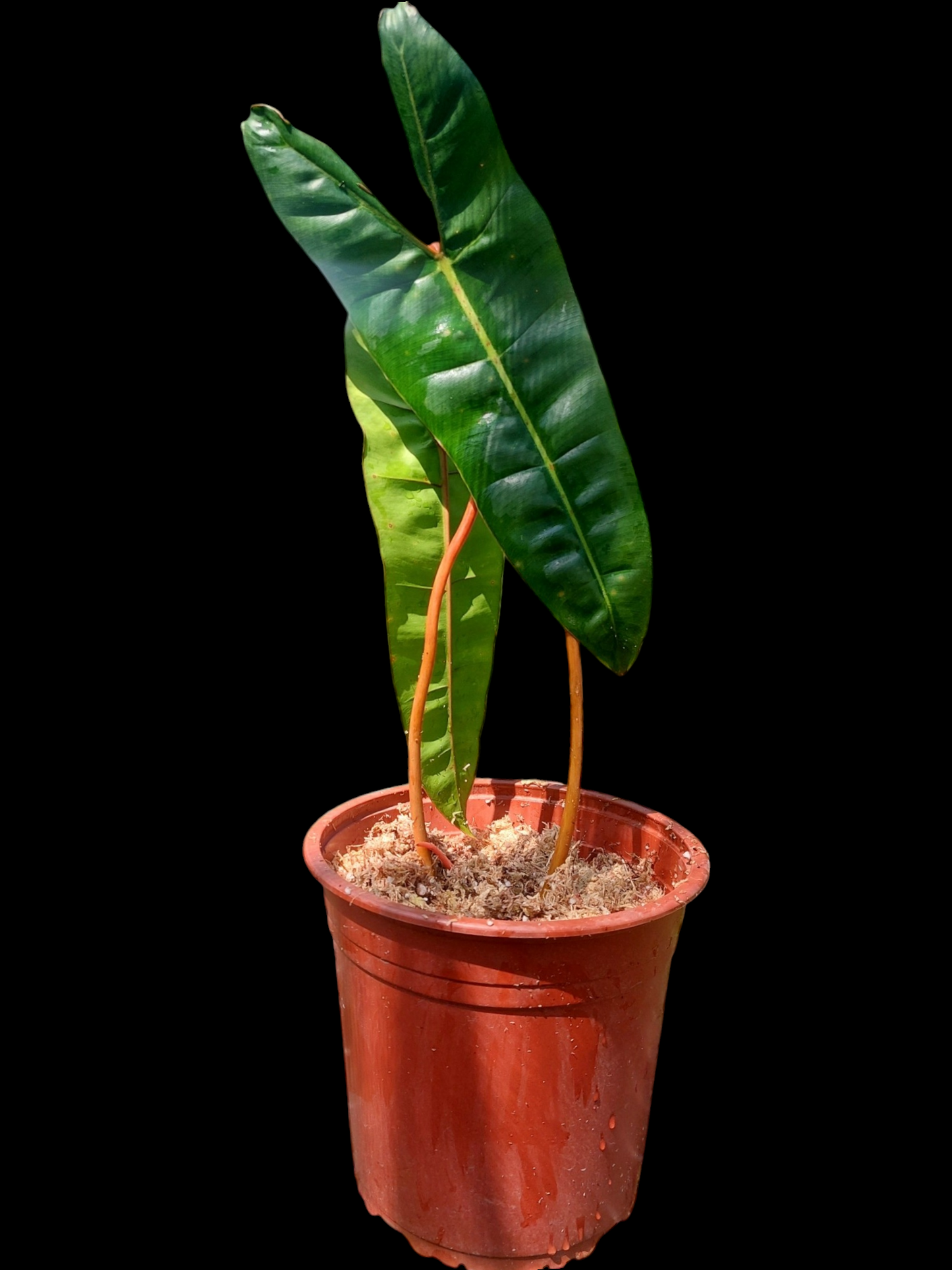 Philodendron Billietiae Brazil Ecotype BIG PLANT (EXACT PLANT)