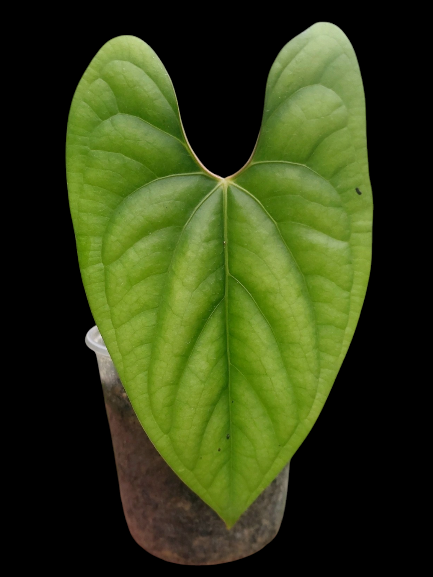 Anthurium sp. 'Green Peru' Wild Ecotype (EXACT PLANT)