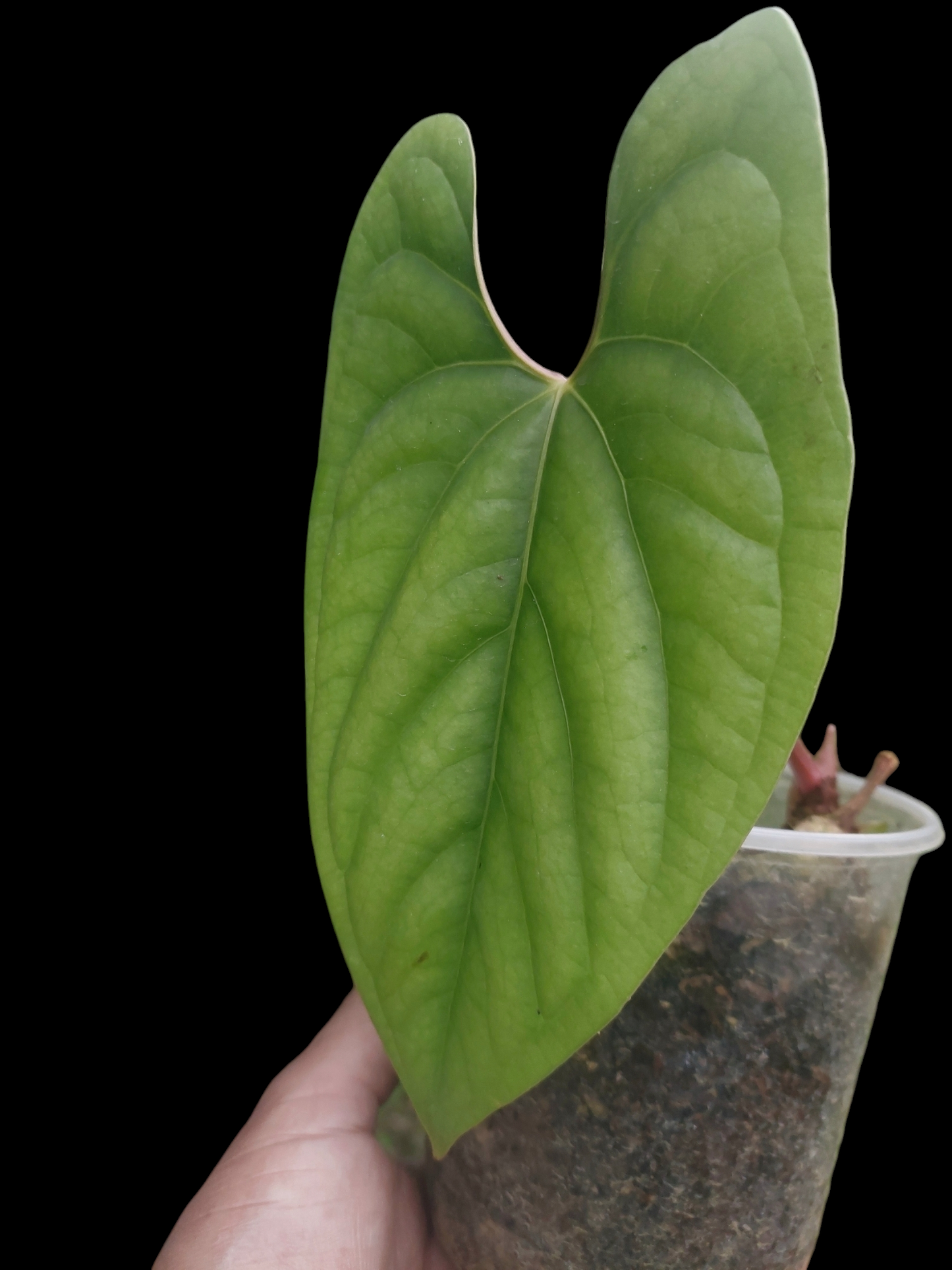 Anthurium sp. 'Green Peru' Wild Ecotype (EXACT PLANT)