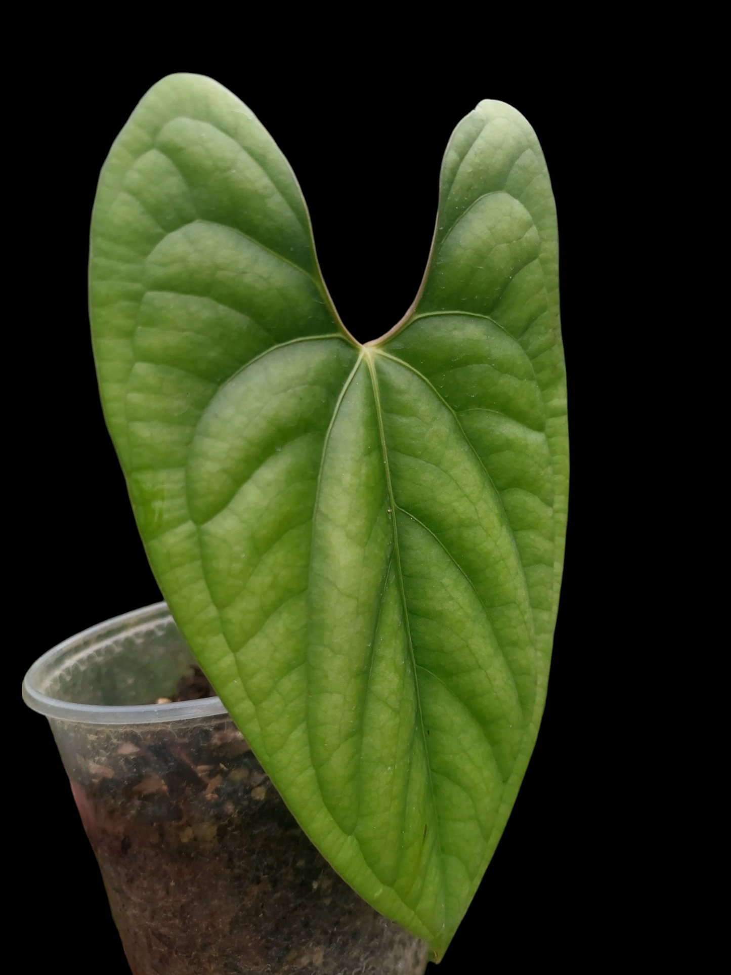 Anthurium sp. 'Green Peru' Wild Ecotype (EXACT PLANT)