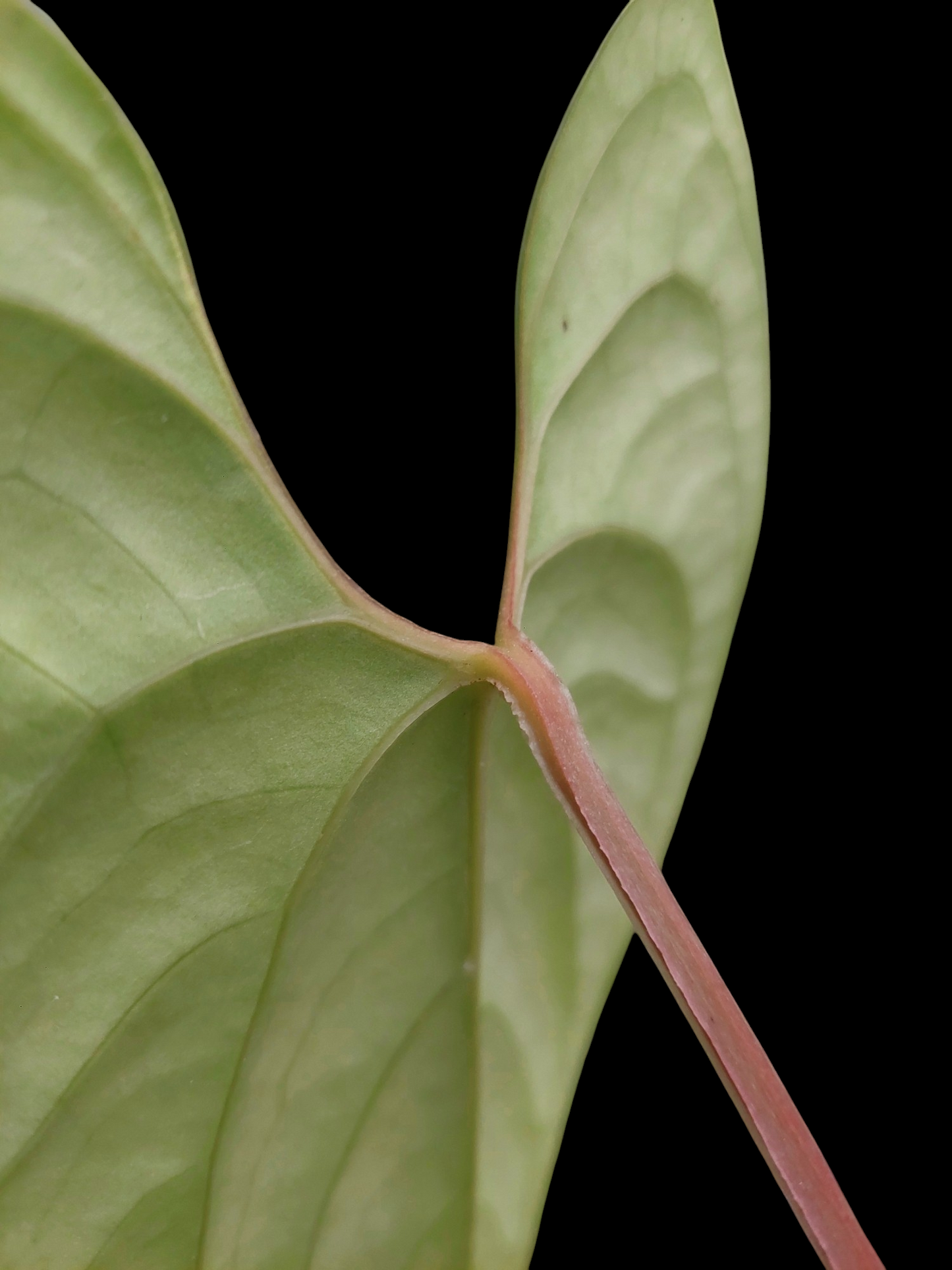 Anthurium sp. 'Green Peru' Wild Ecotype (EXACT PLANT)