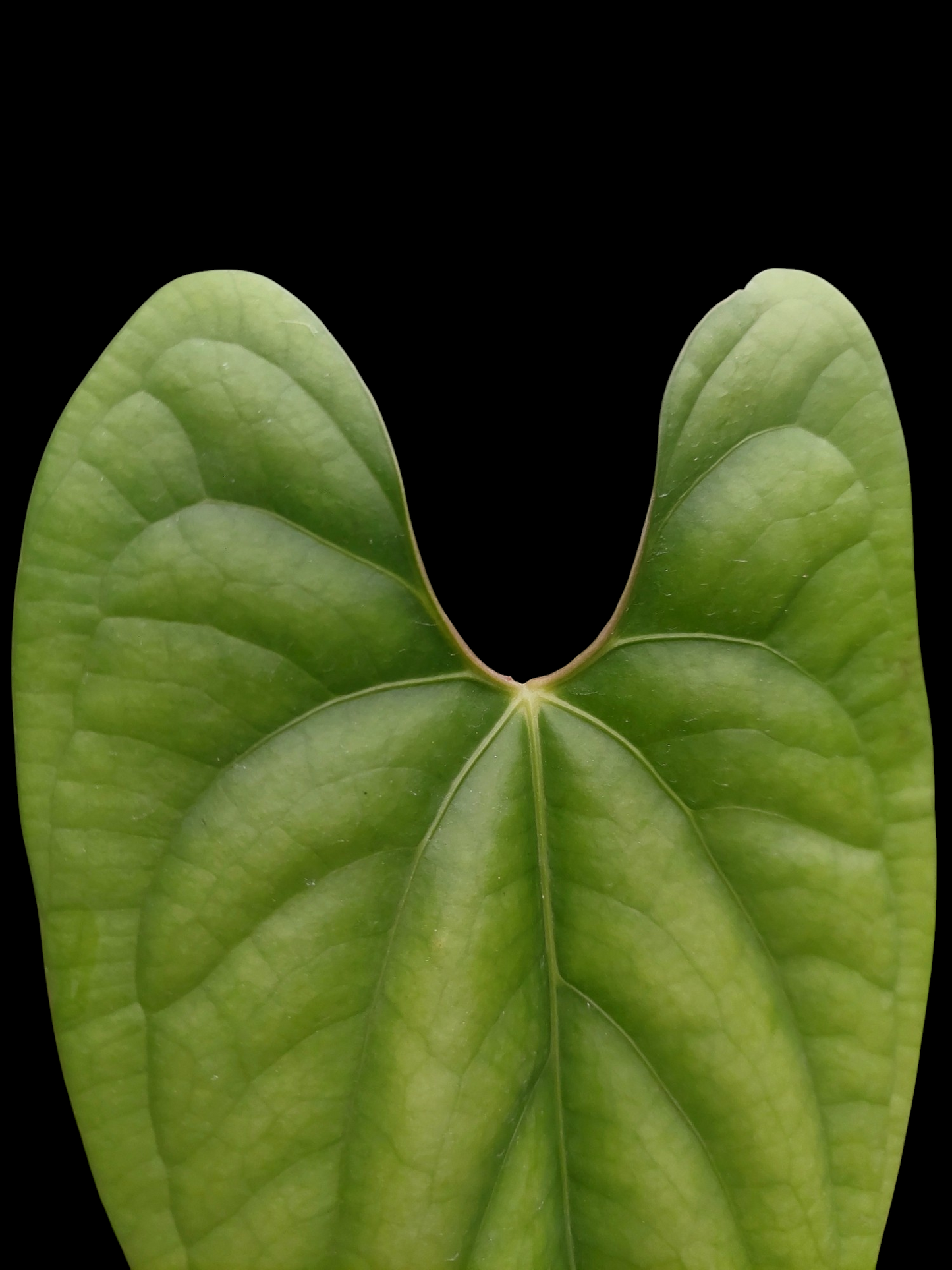 Anthurium sp. 'Green Peru' Wild Ecotype (EXACT PLANT)