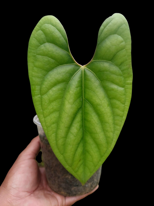 Anthurium sp. 'Green Peru' Wild Ecotype (EXACT PLANT)