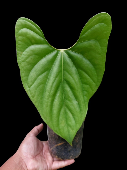Anthurium sp. 'Green Peru' Wild Ecotype Medium Size (EXACT PLANT) (Copia)