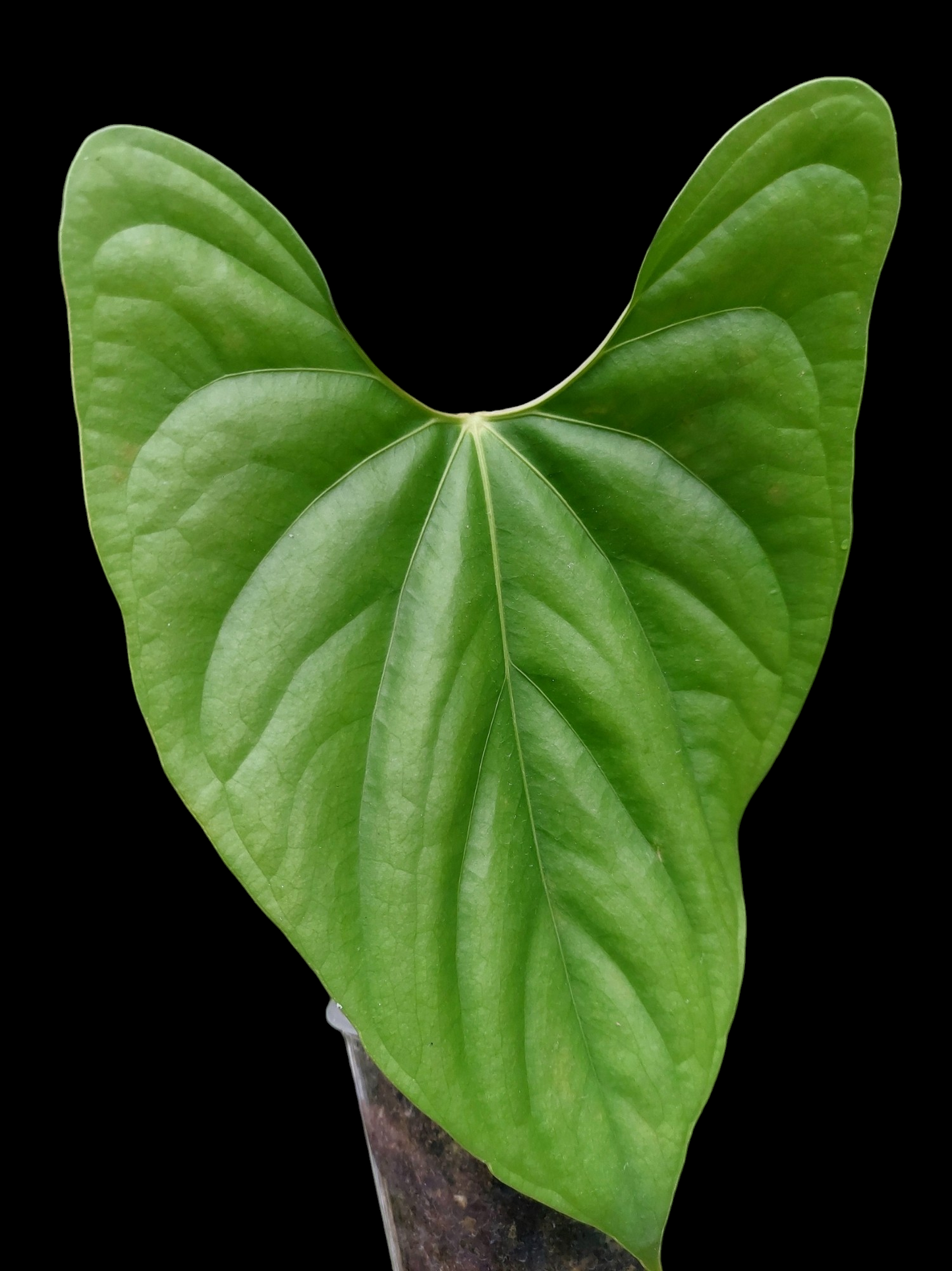 Anthurium sp. 'Green Peru' Wild Ecotype Medium Size (EXACT PLANT) (Copia)