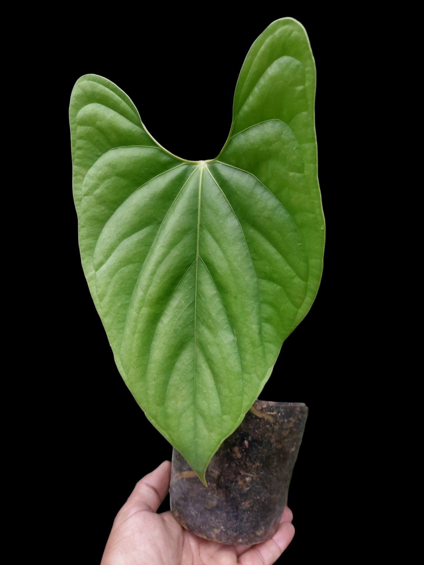 Anthurium sp. 'Green Peru' Wild Ecotype Medium Size (EXACT PLANT) (Copia)