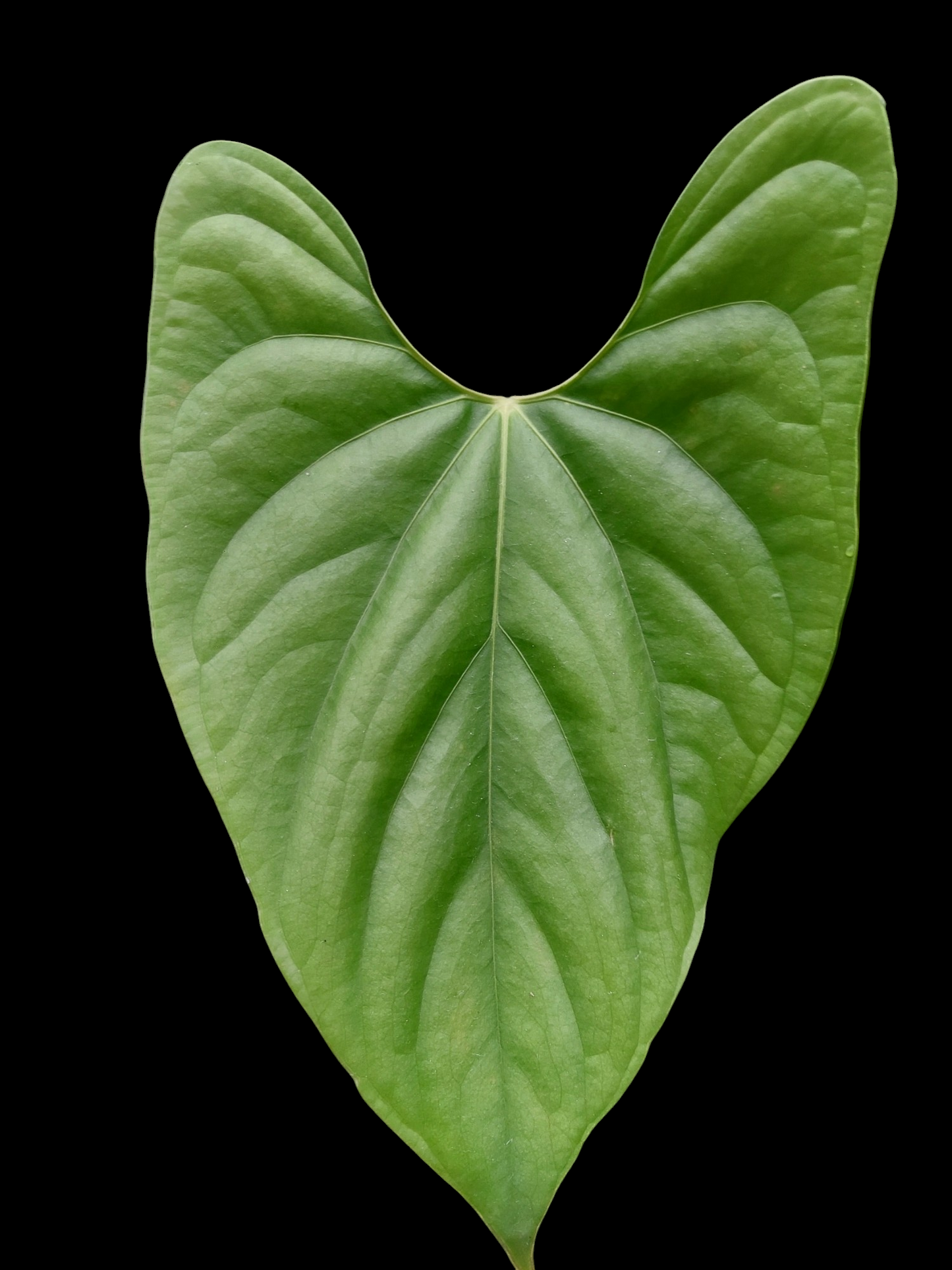 Anthurium sp. 'Green Peru' Wild Ecotype Medium Size (EXACT PLANT) (Copia)