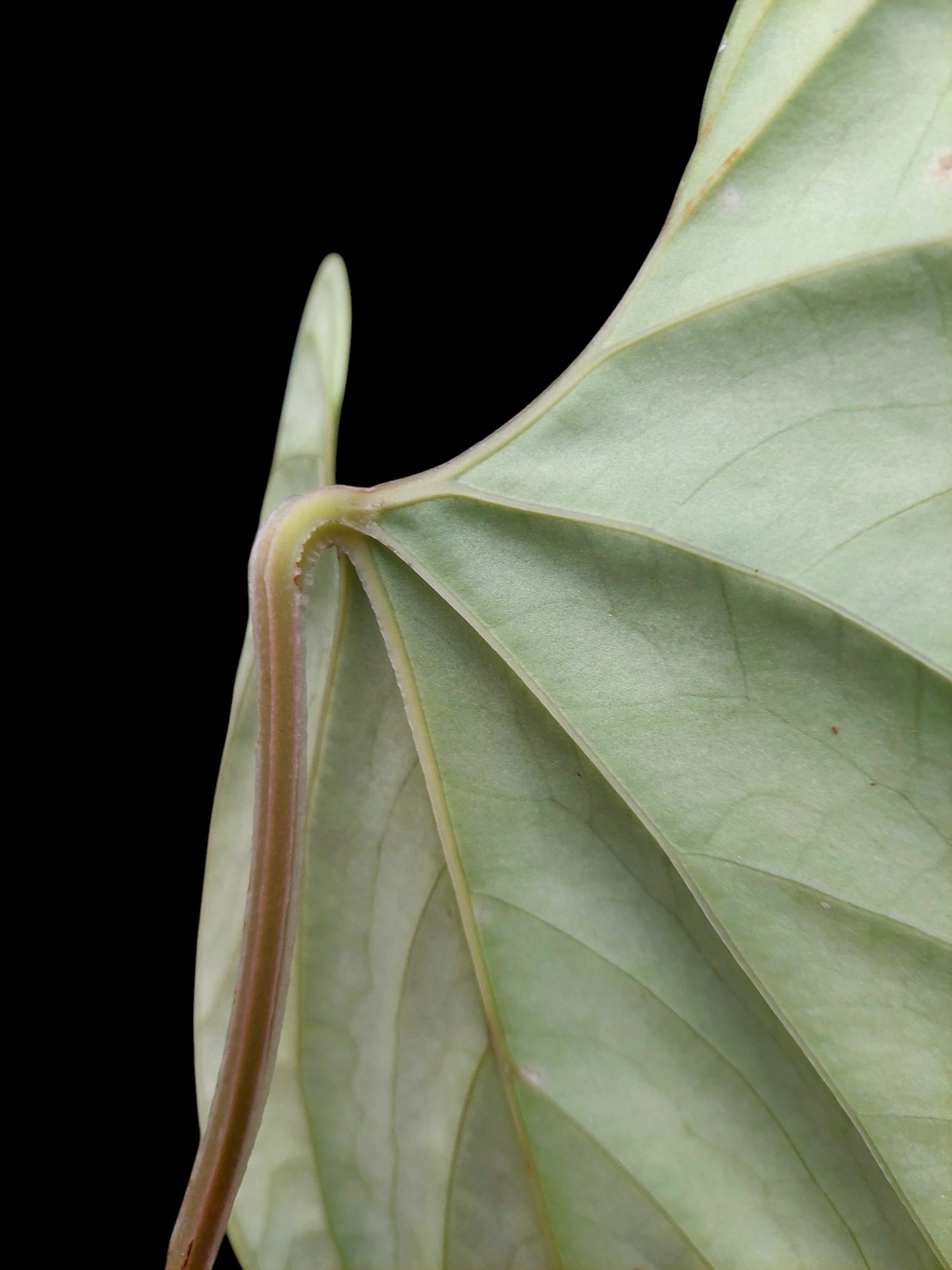 Anthurium sp. 'Green Peru' Wild Ecotype Medium Size (EXACT PLANT) (Copia)