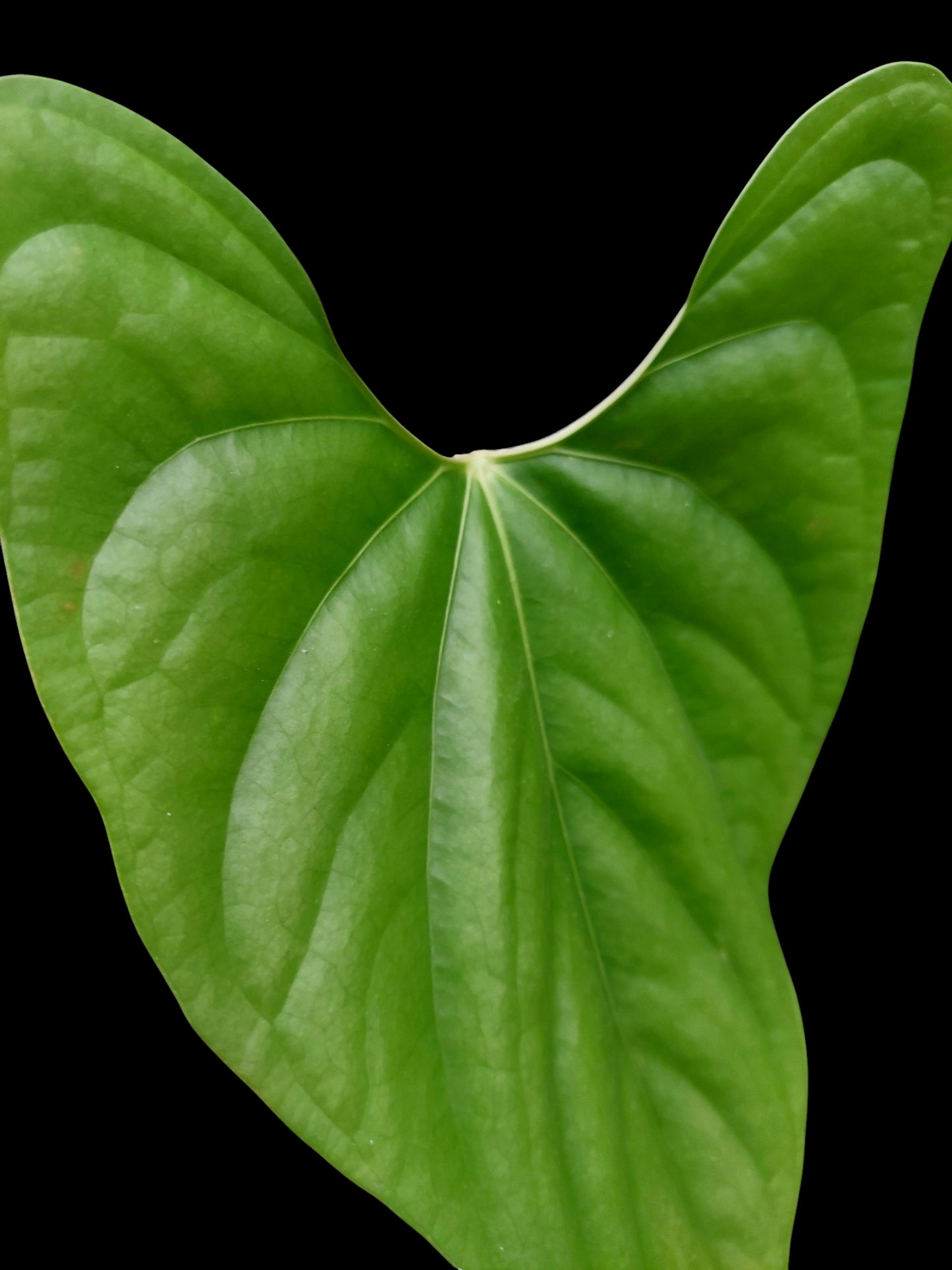 Anthurium sp. 'Green Peru' Wild Ecotype Medium Size (EXACT PLANT) (Copia)