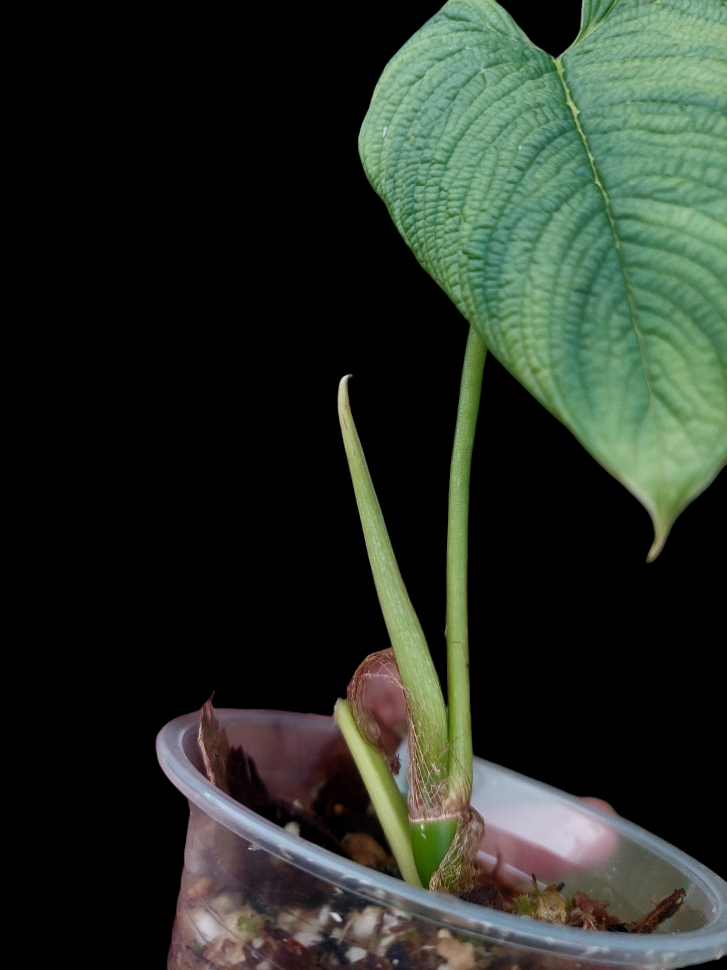 Philodendron Lynnhannoniae (EXACT PLANT)