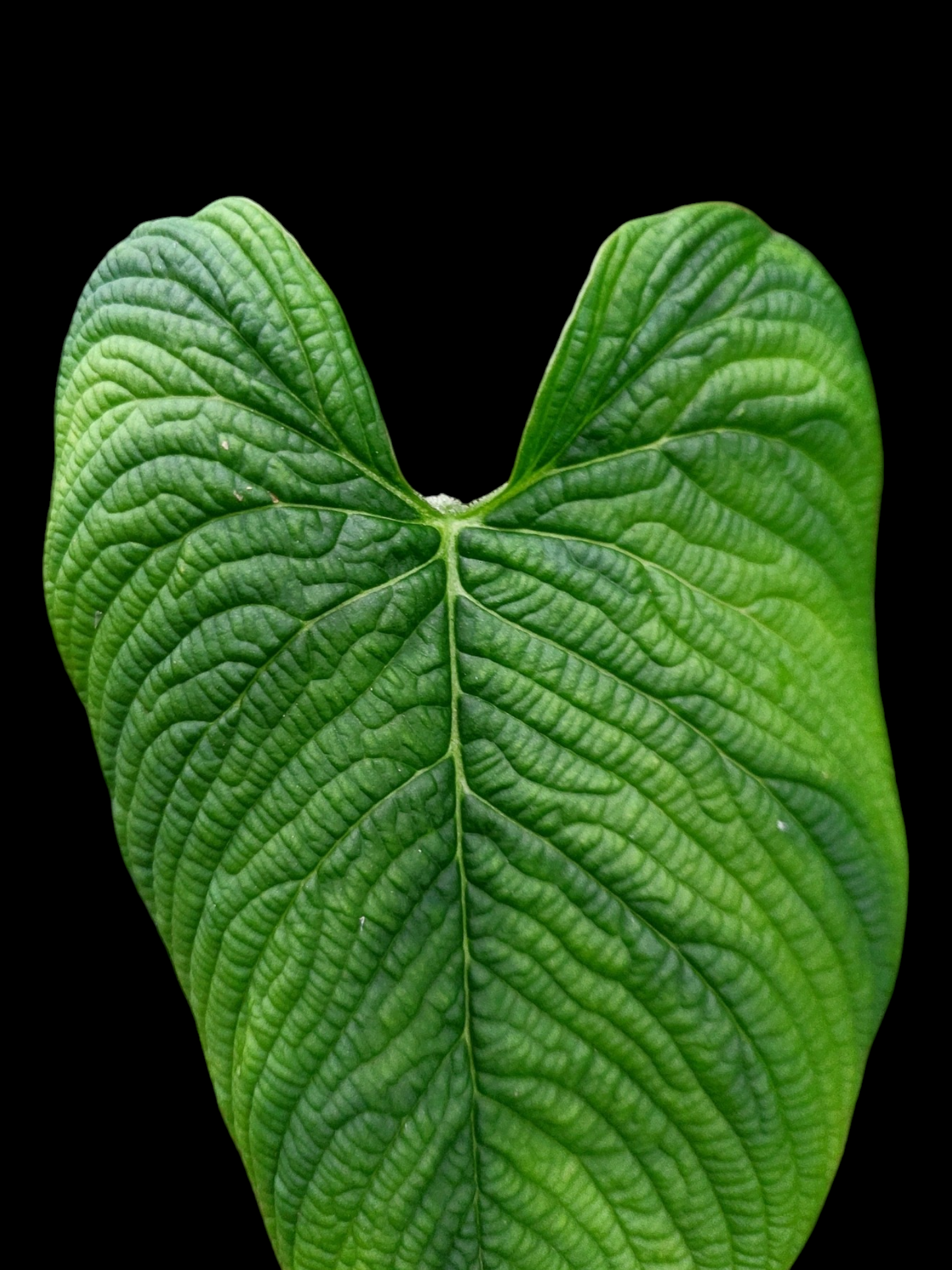 Philodendron Lynnhannoniae (EXACT PLANT)