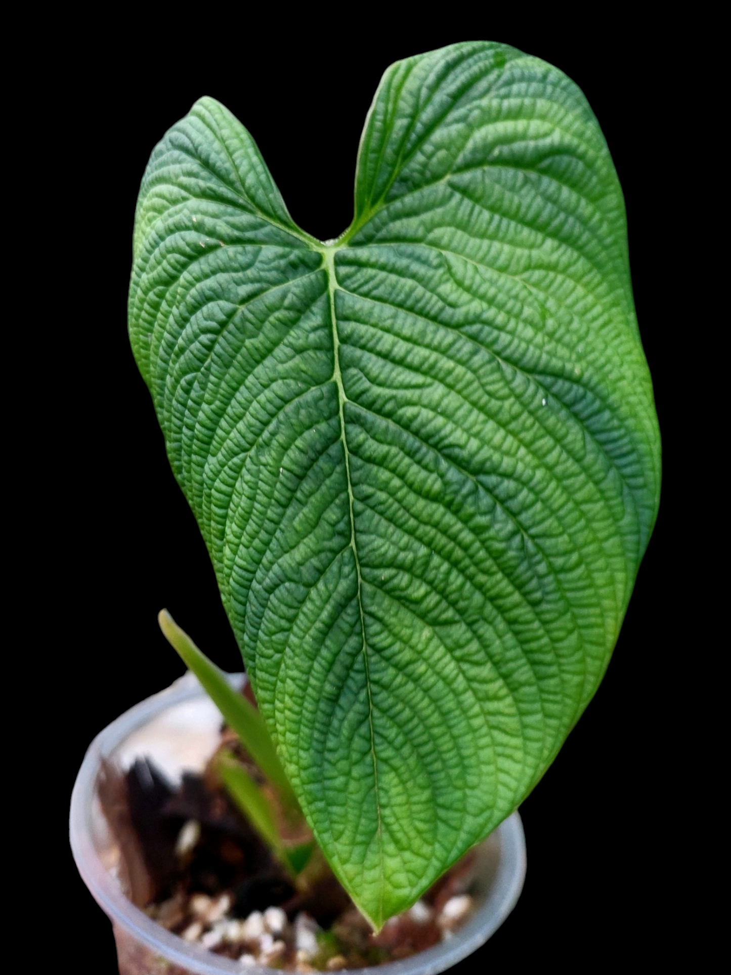 Philodendron Lynnhannoniae (EXACT PLANT)
