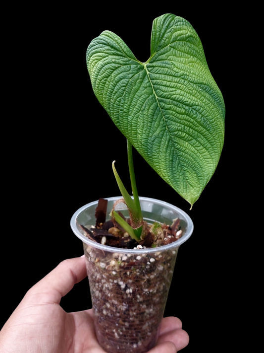 Philodendron Lynnhannoniae (EXACT PLANT)