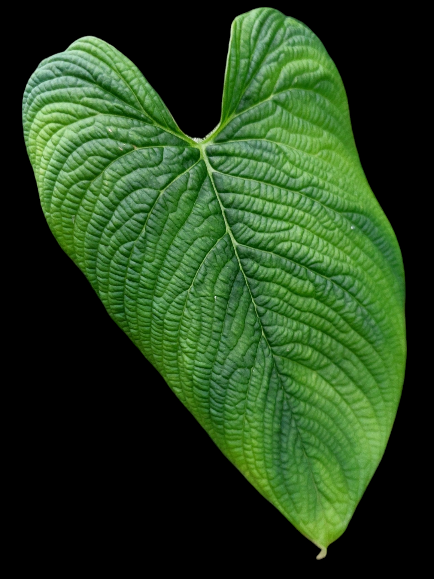 Philodendron Lynnhannoniae (EXACT PLANT)