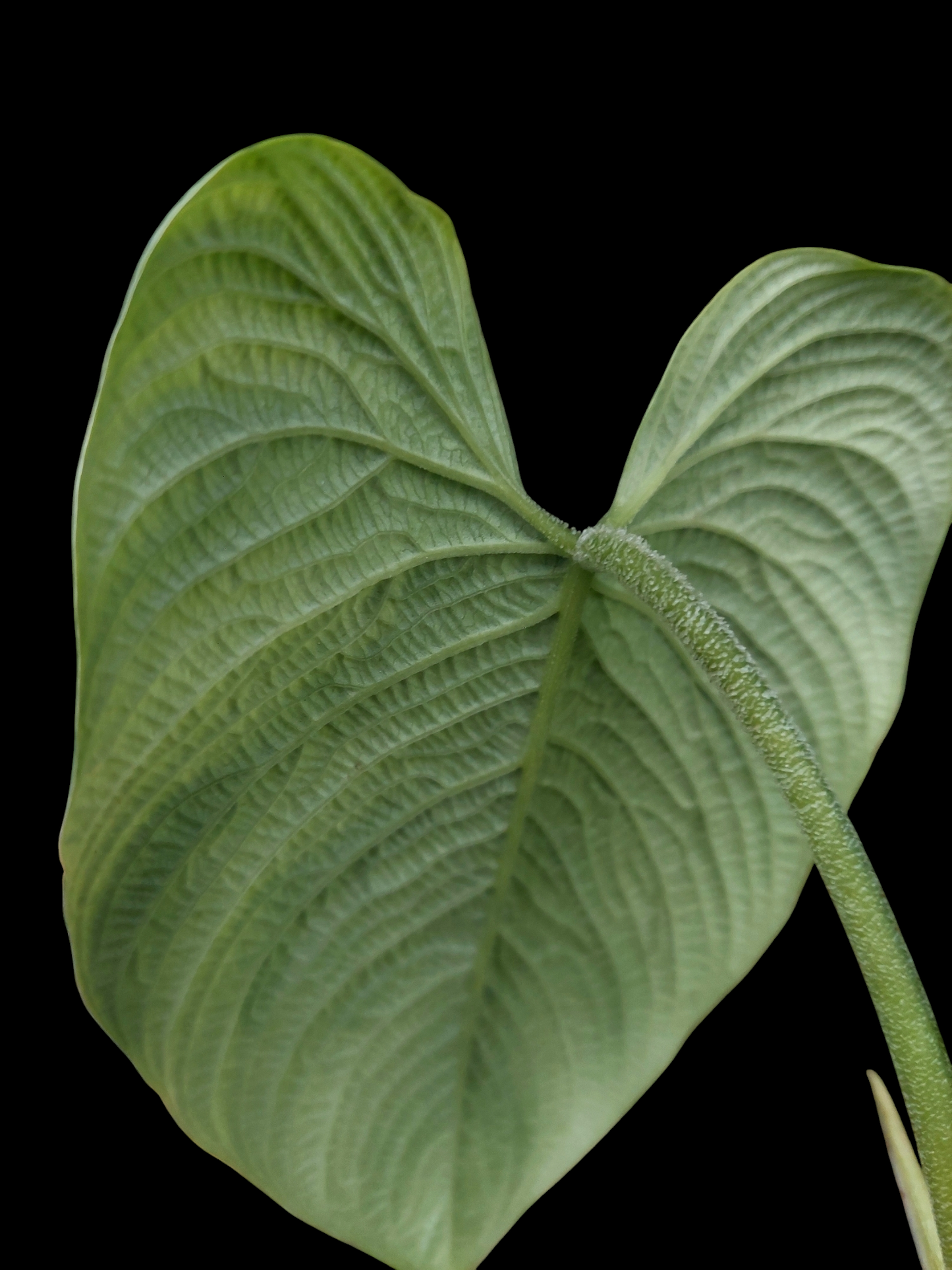 Philodendron Lynnhannoniae (EXACT PLANT)