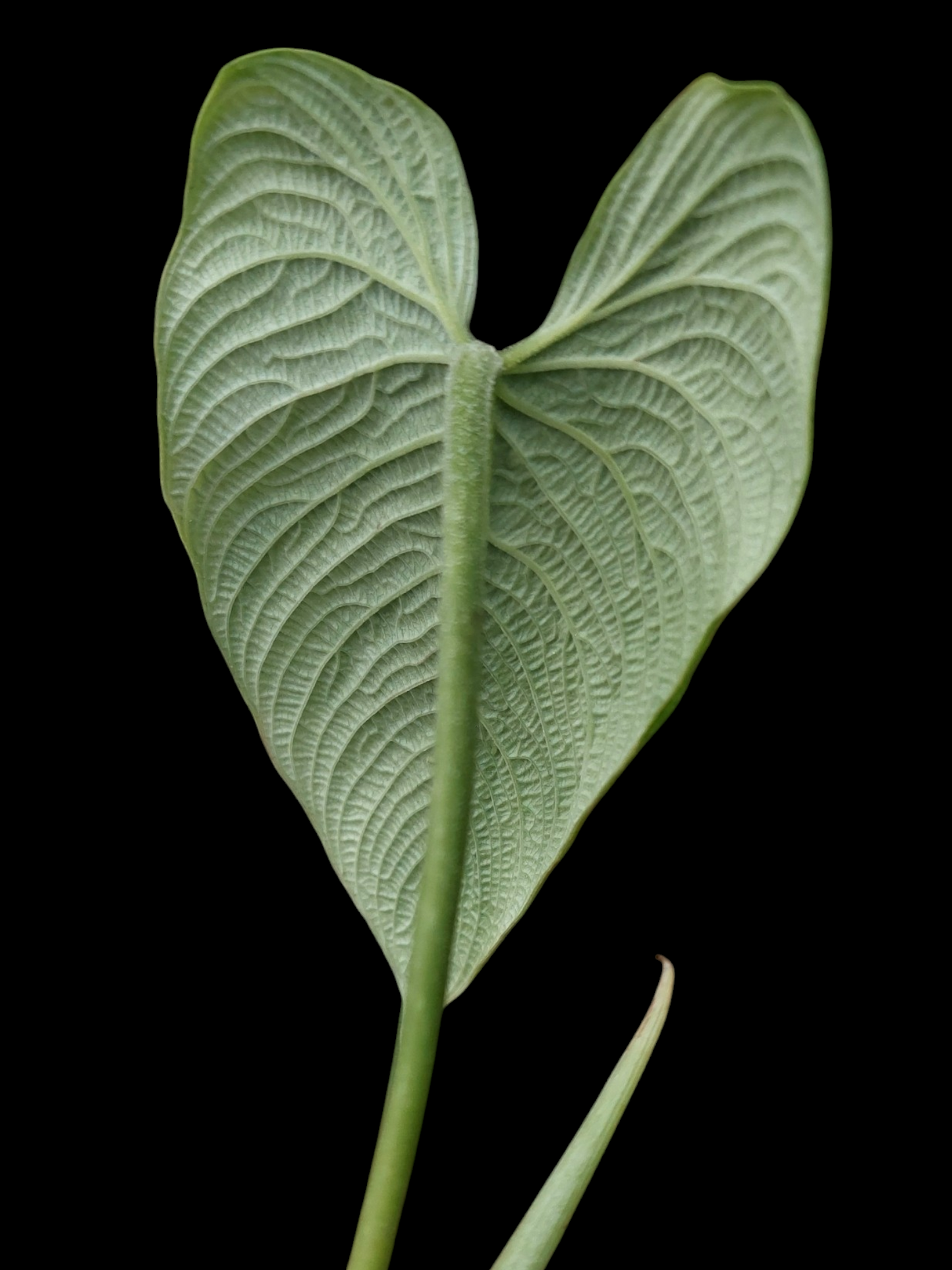 Philodendron Lynnhannoniae (EXACT PLANT)