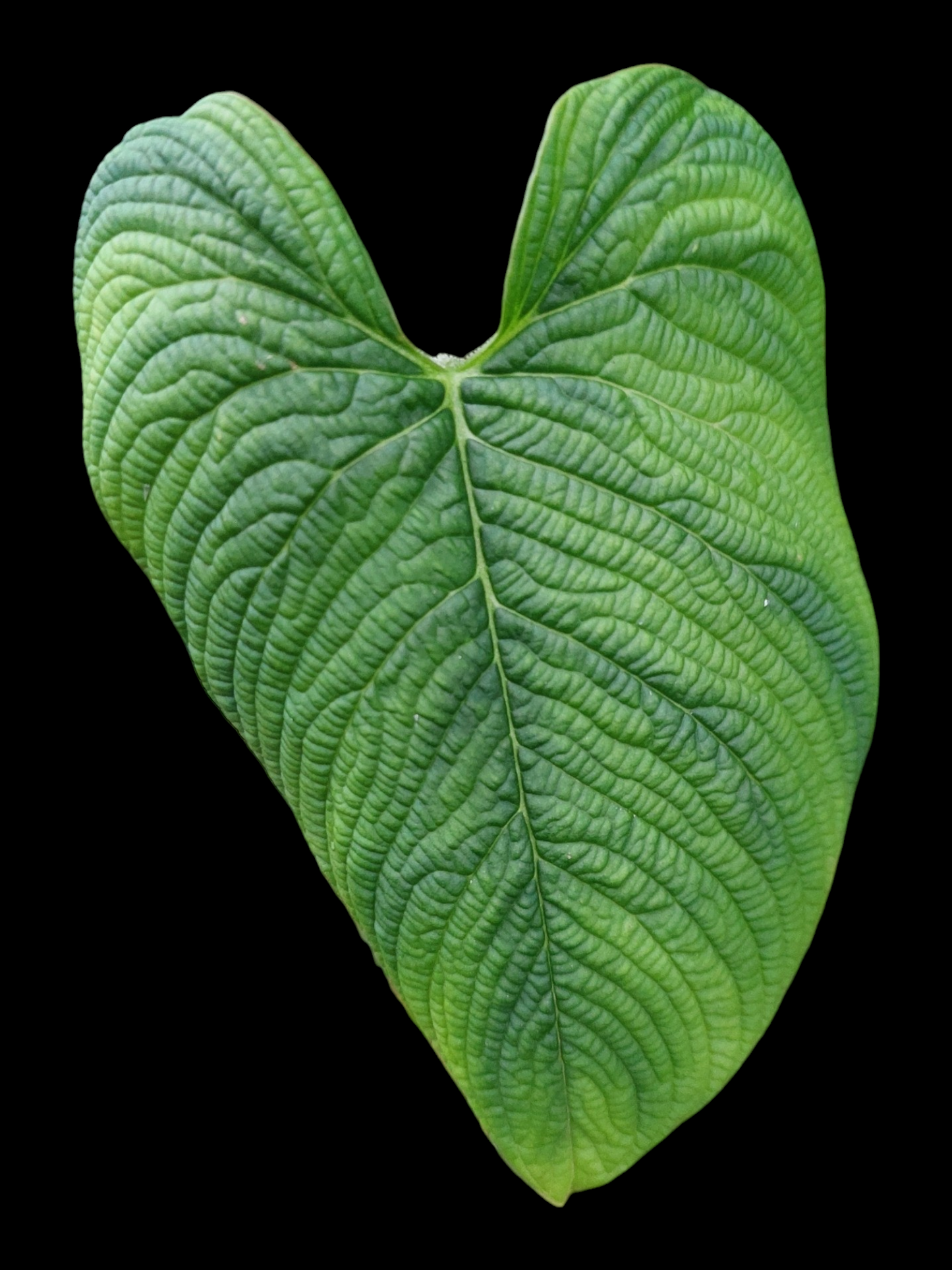 Philodendron Lynnhannoniae (EXACT PLANT)