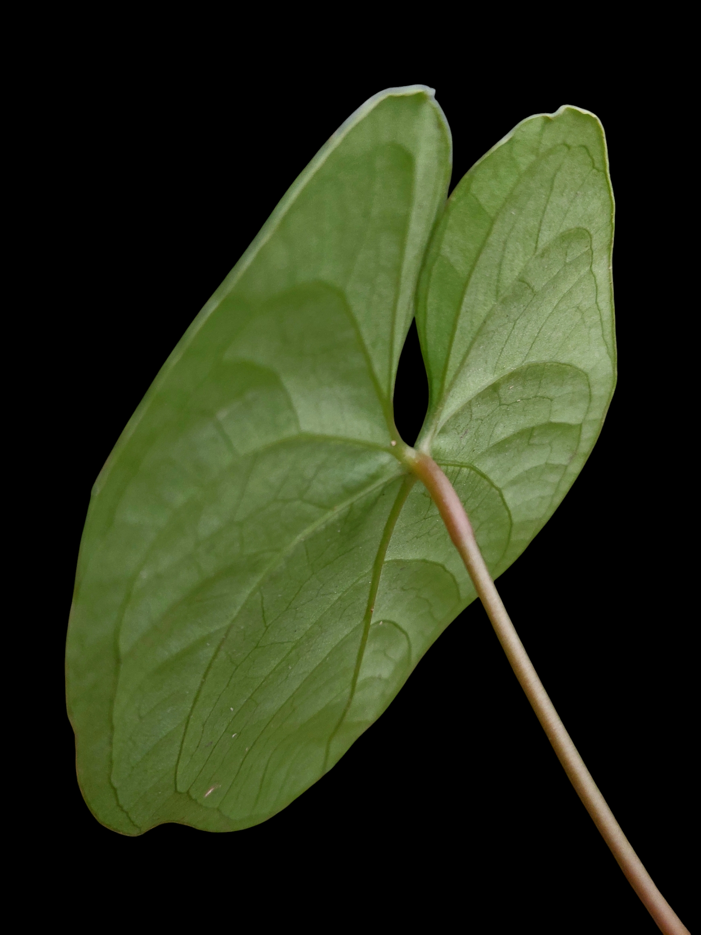 Anthurium sp. 'HuanuQuense Velvet' Wild Ecotype (EXACT PLANT)