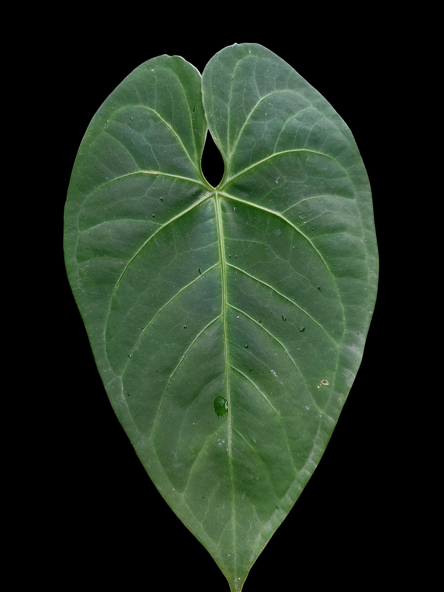 Anthurium sp. 'HuanuQuense Velvet' Wild Ecotype (EXACT PLANT)