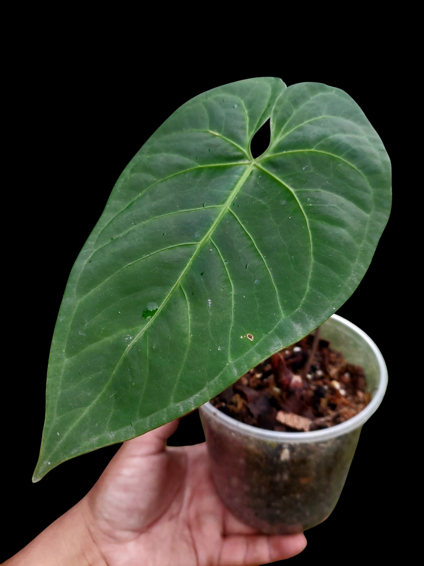 Anthurium sp. 'HuanuQuense Velvet' Wild Ecotype (EXACT PLANT)
