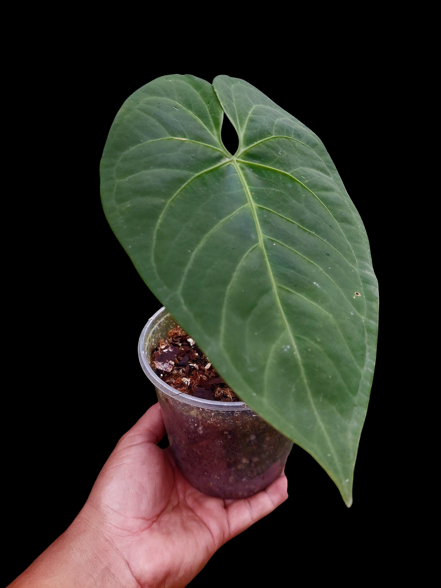 Anthurium sp. 'HuanuQuense Velvet' Wild Ecotype (EXACT PLANT)