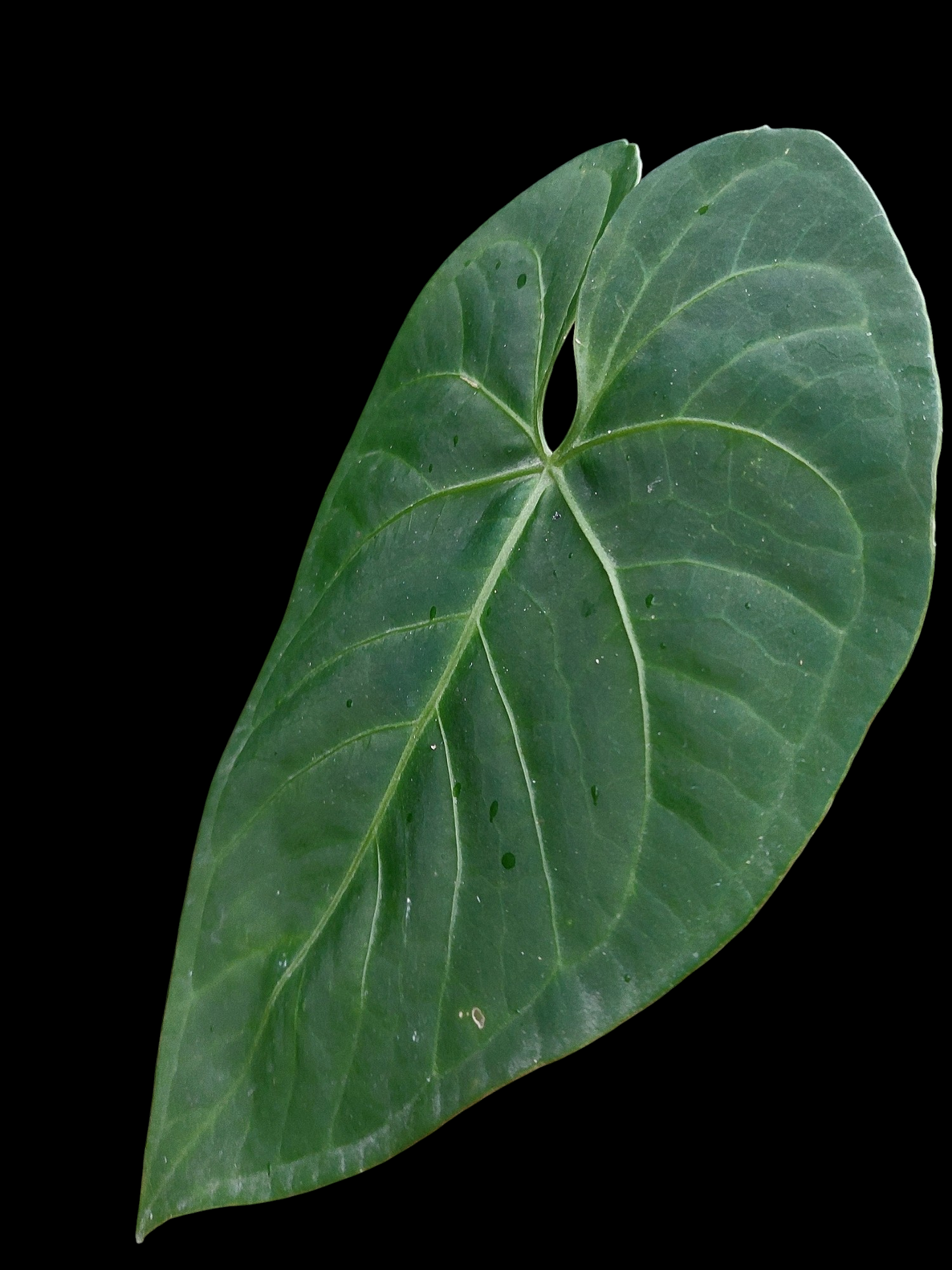 Anthurium sp. 'HuanuQuense Velvet' Wild Ecotype (EXACT PLANT)
