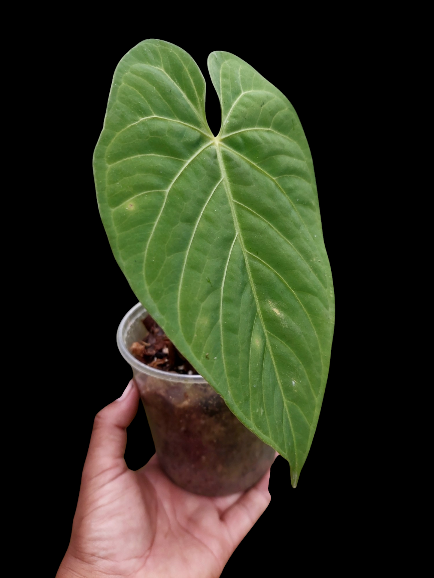 Anthurium sp. "Tarapoto Velvet" Wild Ecotype (EXACT PLANT)