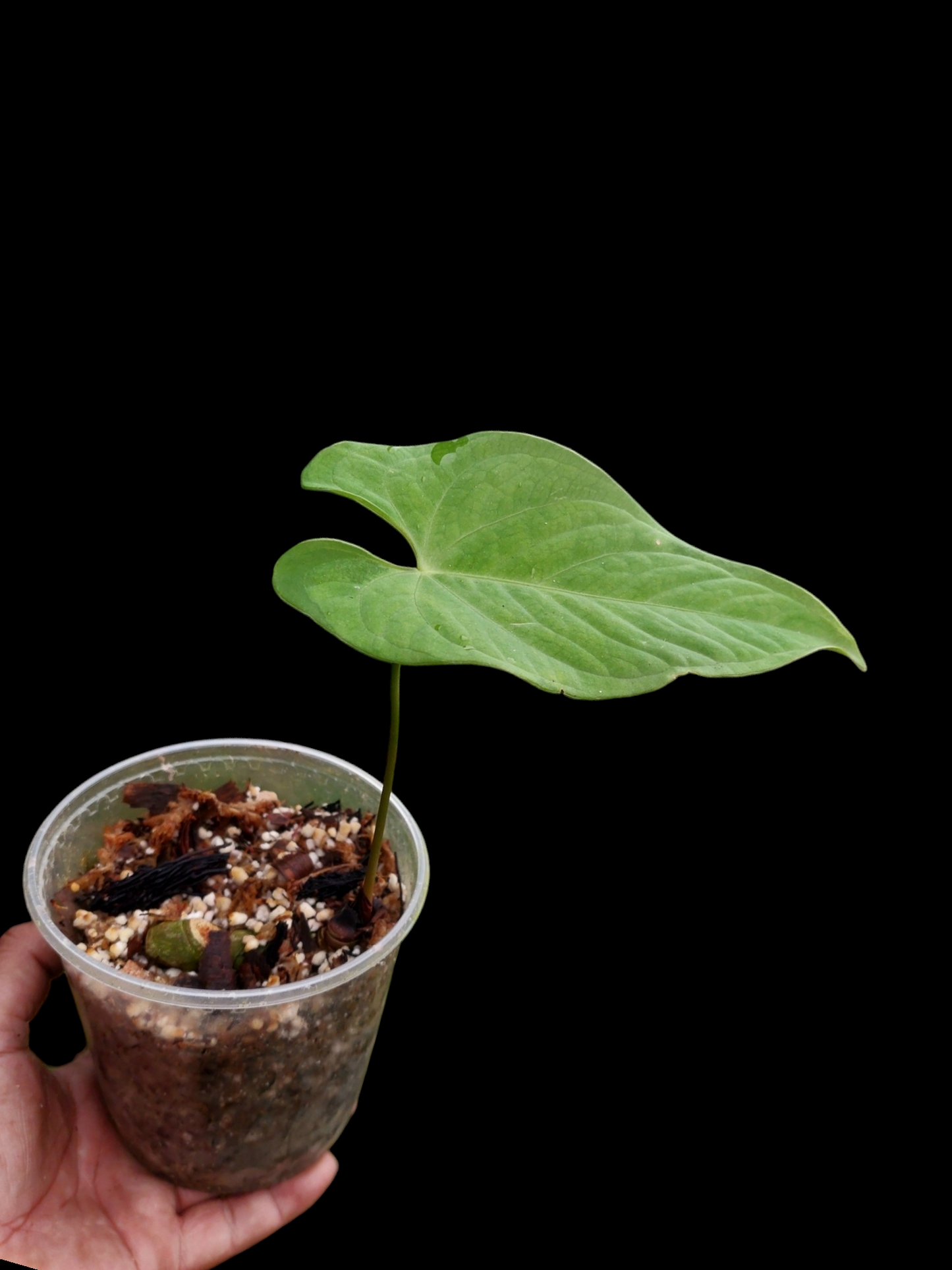 Anthurium sp. "Tarapoto Velvet" Small Size (EXACT PLANT)