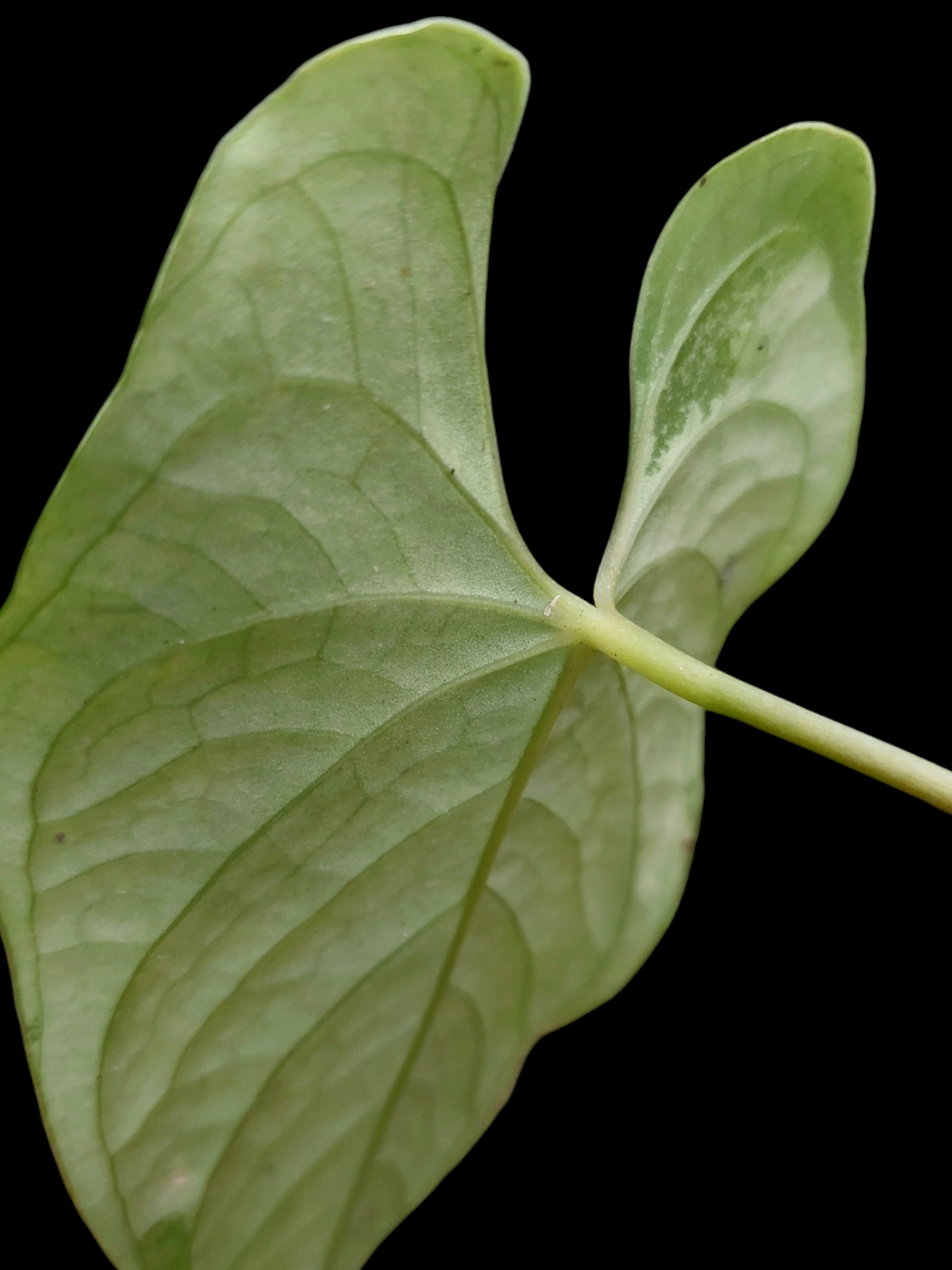 Anthurium sp. "Tarapoto Velvet" Small Size (EXACT PLANT)