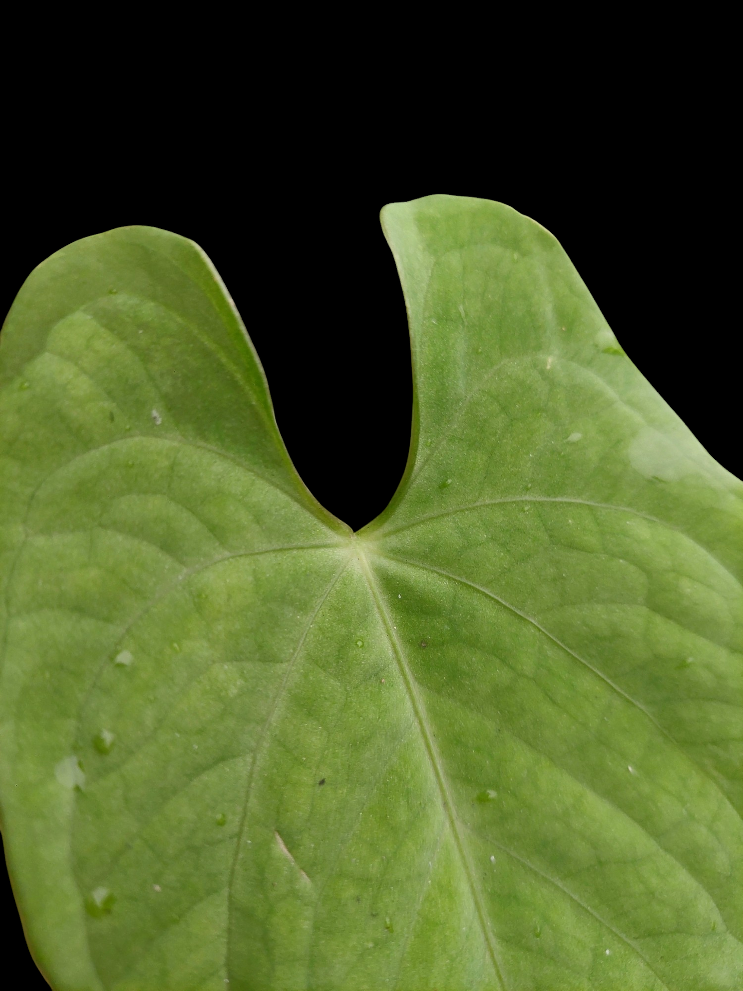 Anthurium sp. "Tarapoto Velvet" Small Size (EXACT PLANT)