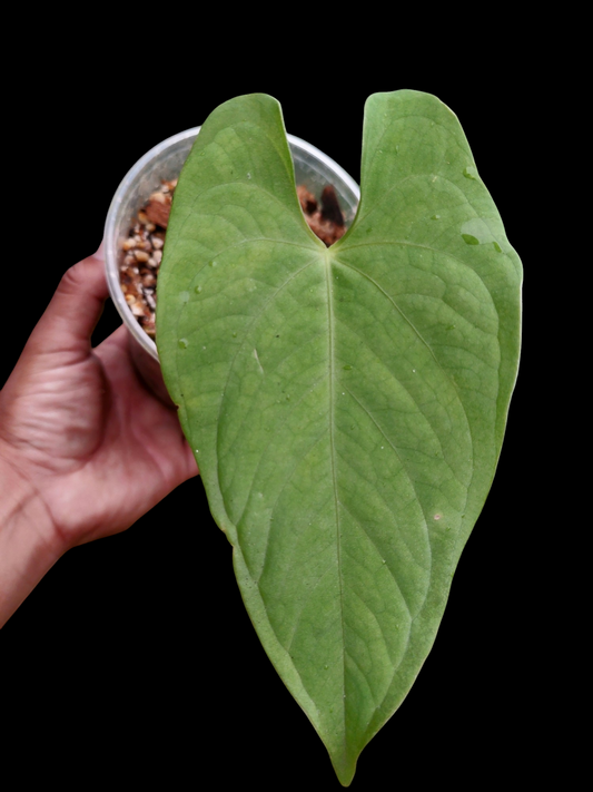 Anthurium sp. "Tarapoto Velvet" Small Size (EXACT PLANT)