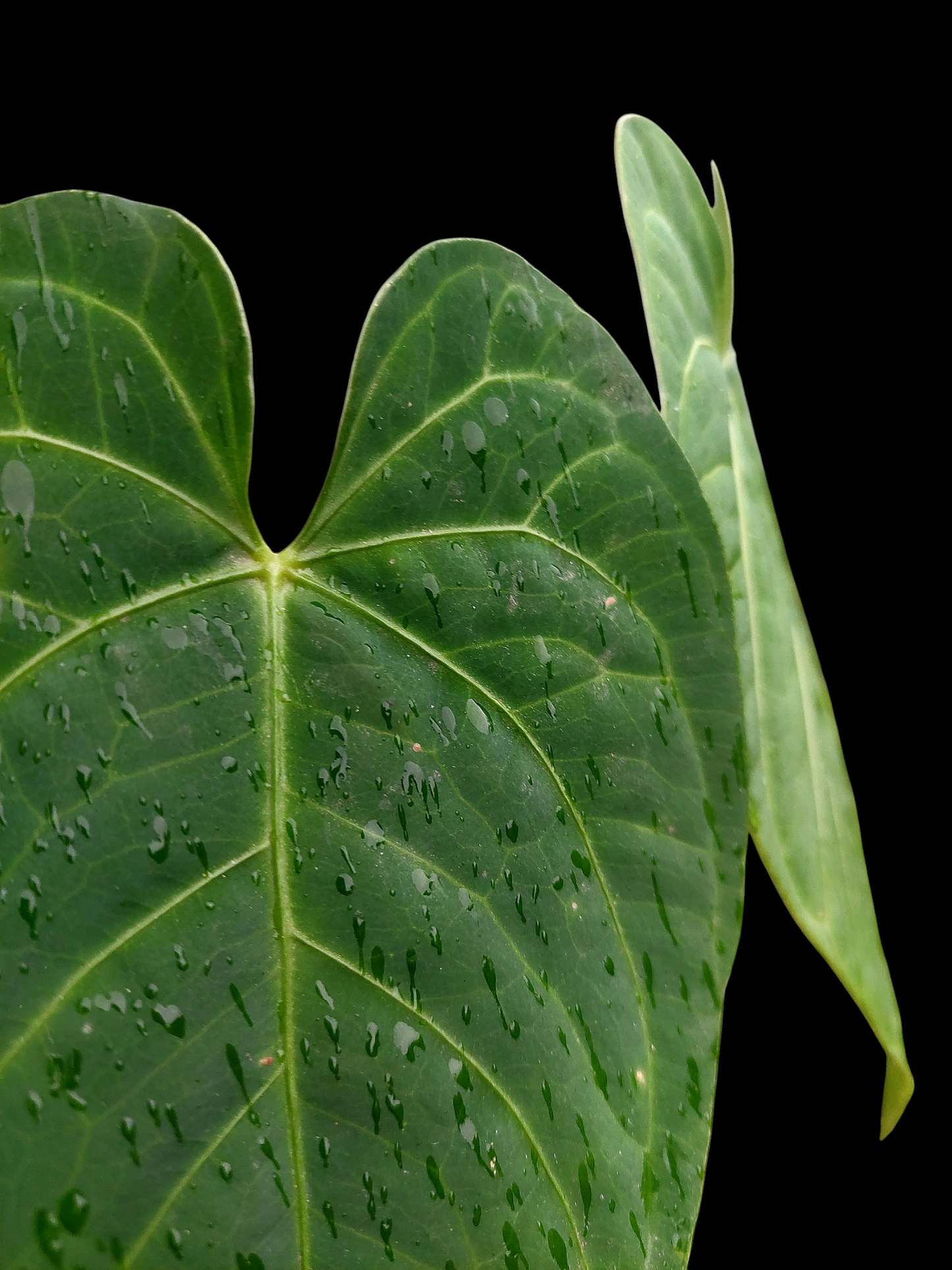 Anthurium sp. 'HuanuQuense Velvet' with 2 Leaves (EXACT PLANT)