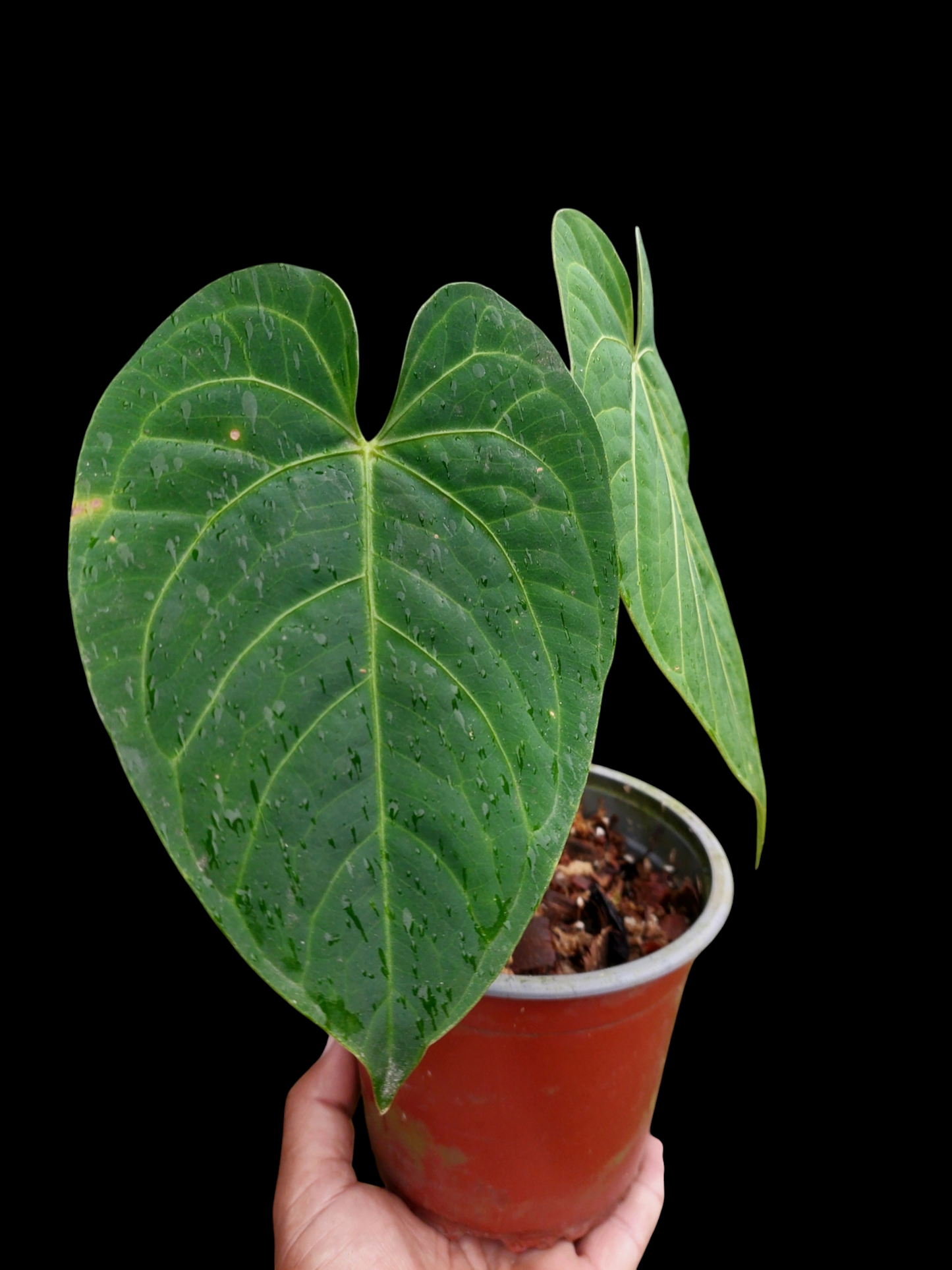 Anthurium sp. 'HuanuQuense Velvet' with 2 Leaves (EXACT PLANT)