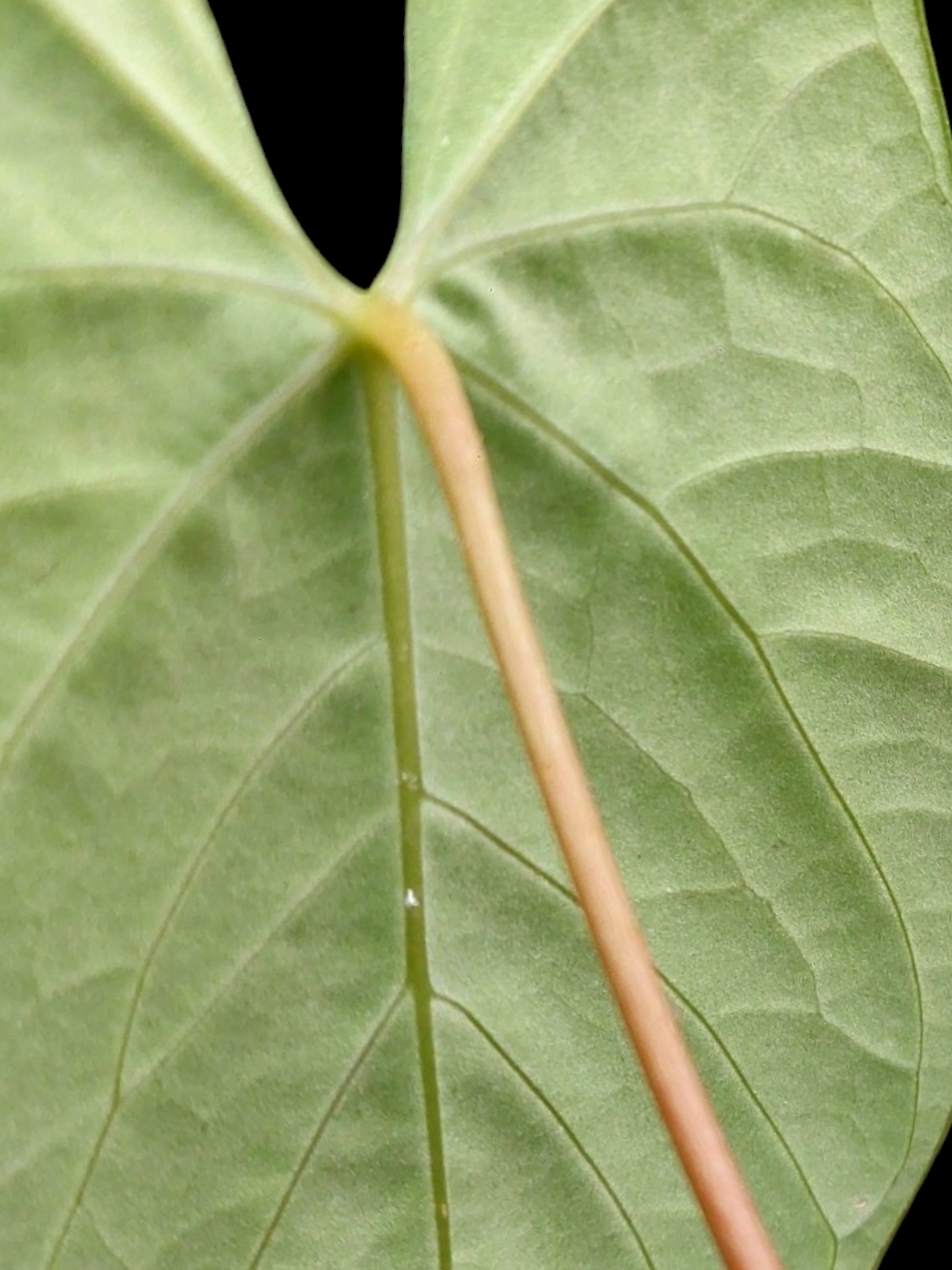 Anthurium sp. 'HuanuQuense Velvet' with 2 Leaves (EXACT PLANT)