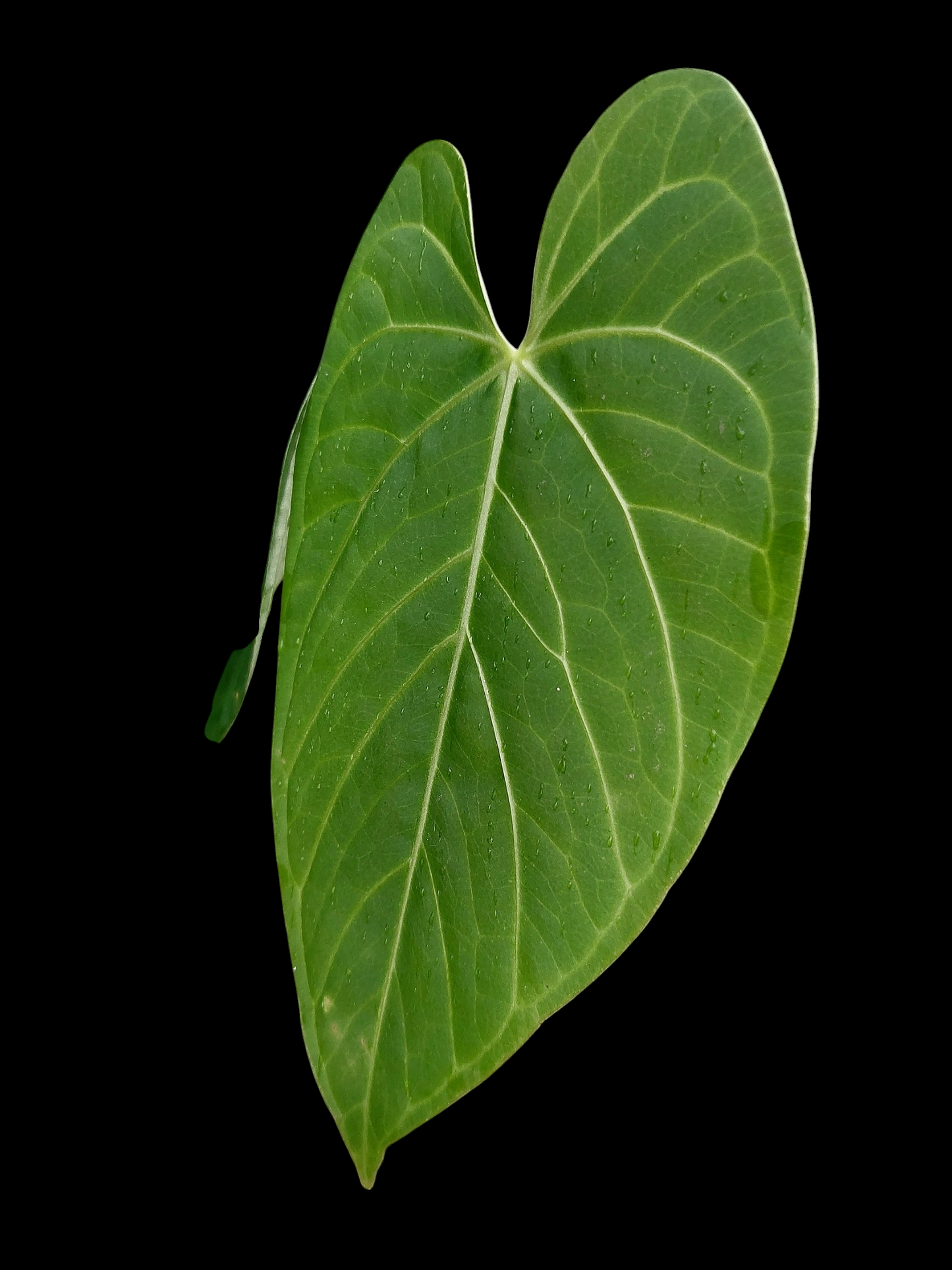 Anthurium sp. 'HuanuQuense Velvet' with 2 Leaves (EXACT PLANT)