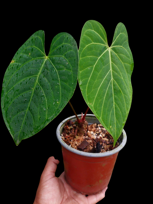 Anthurium sp. 'HuanuQuense Velvet' with 2 Leaves (EXACT PLANT)