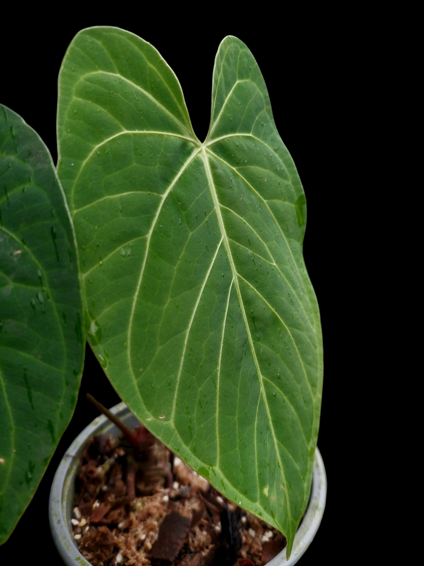 Anthurium sp. 'HuanuQuense Velvet' with 2 Leaves (EXACT PLANT)