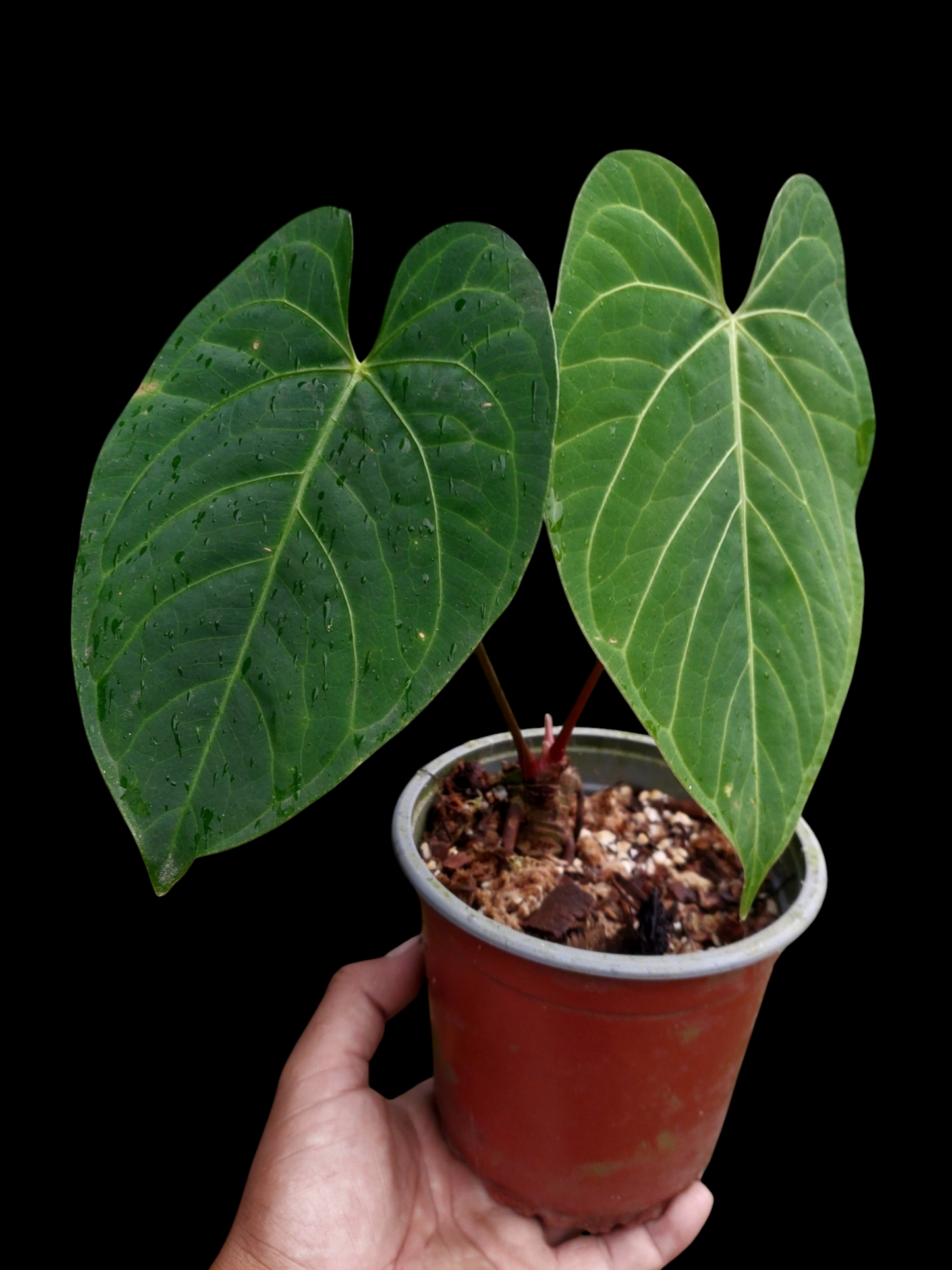 Anthurium sp. 'HuanuQuense Velvet' with 2 Leaves (EXACT PLANT)