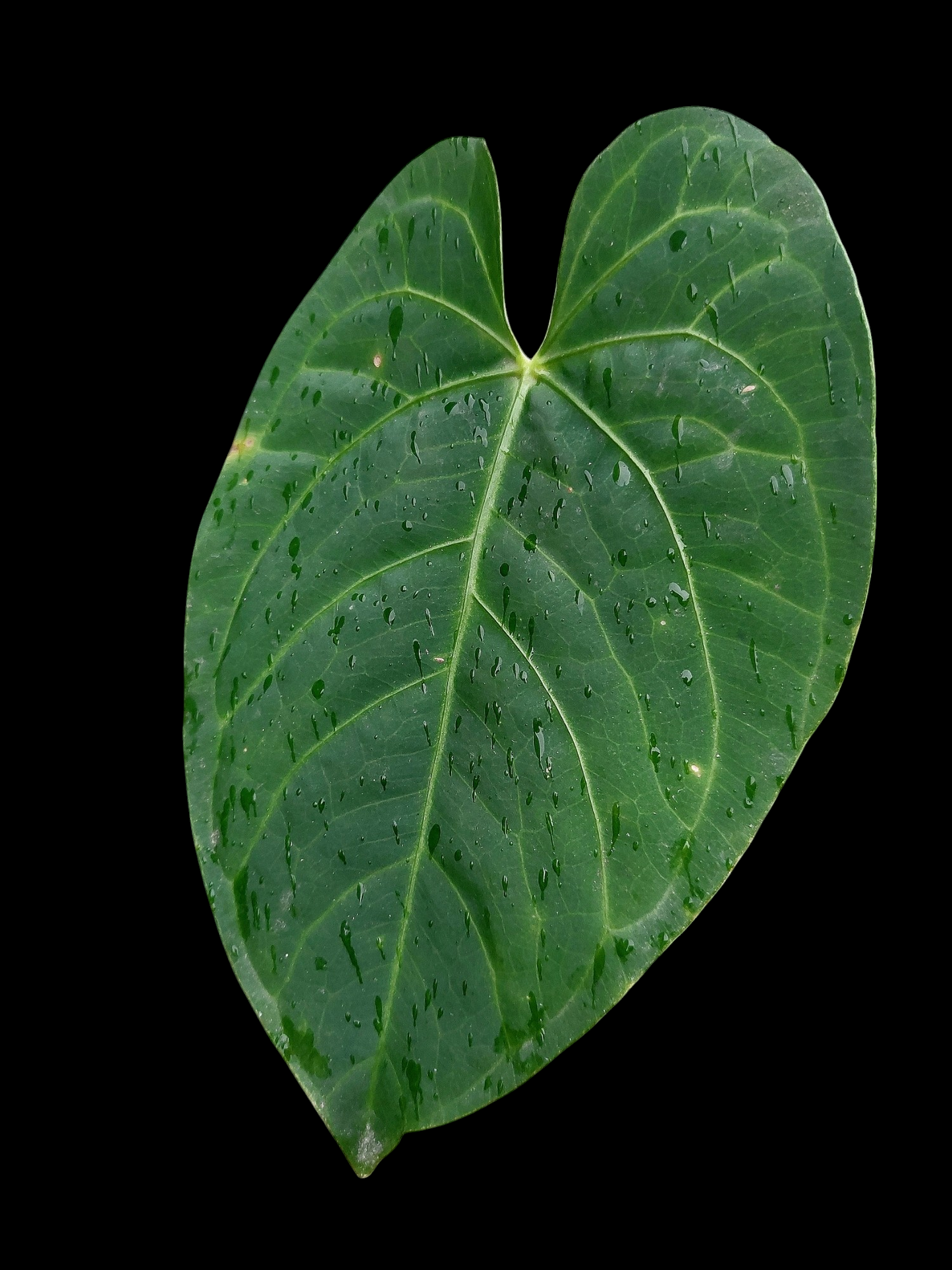 Anthurium sp. 'HuanuQuense Velvet' with 2 Leaves (EXACT PLANT)