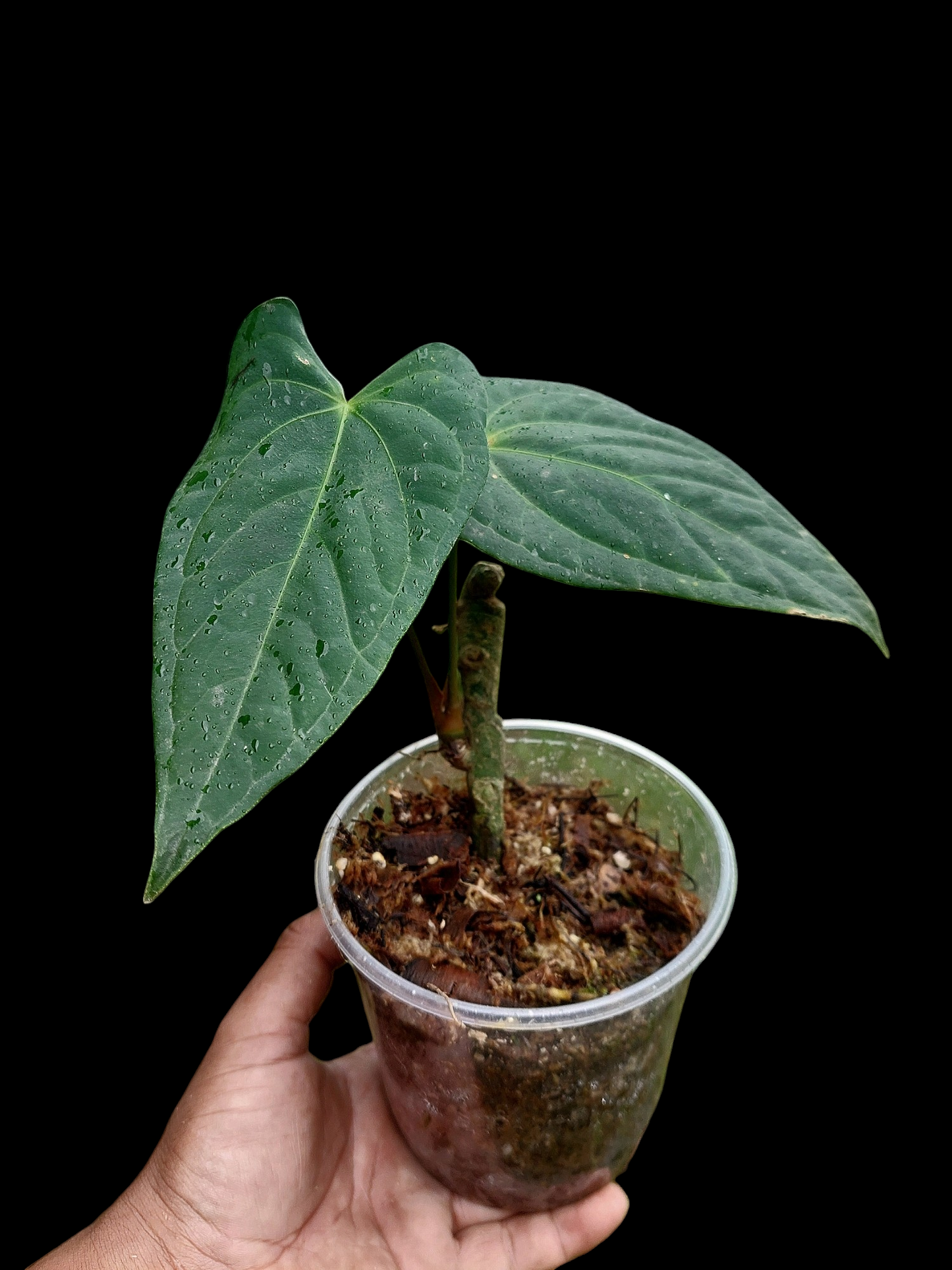 Anthurium sp. "Tarapoto Dark Velvet" Wild Ecotype (EXACT PLANT)