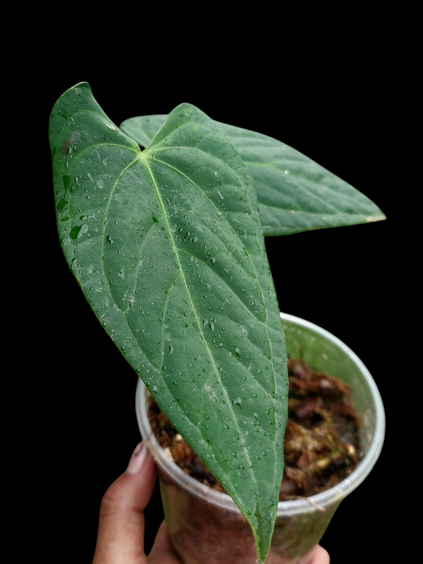 Anthurium sp. "Tarapoto Dark Velvet" Wild Ecotype (EXACT PLANT)