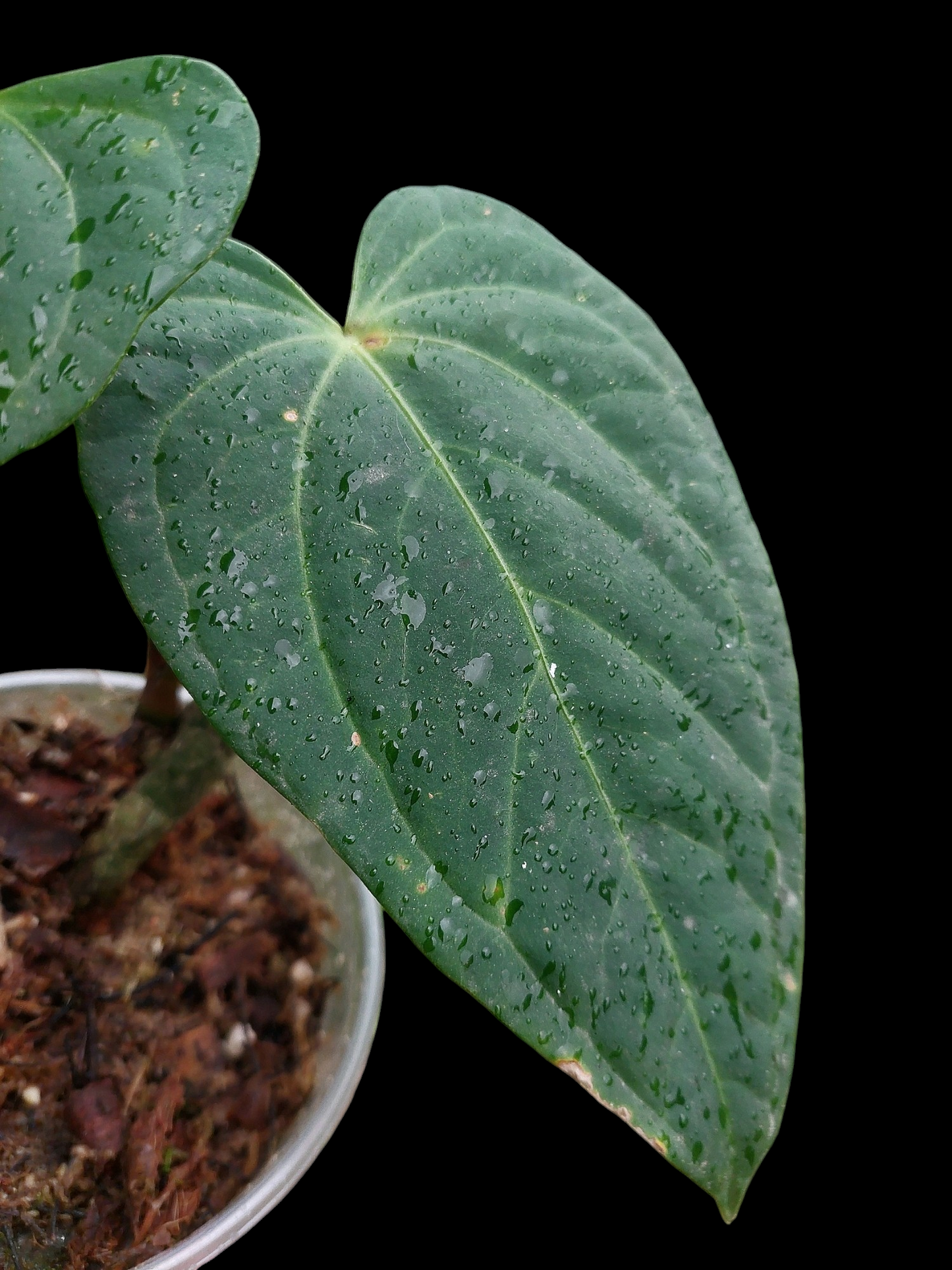 Anthurium sp. "Tarapoto Dark Velvet" Wild Ecotype (EXACT PLANT)