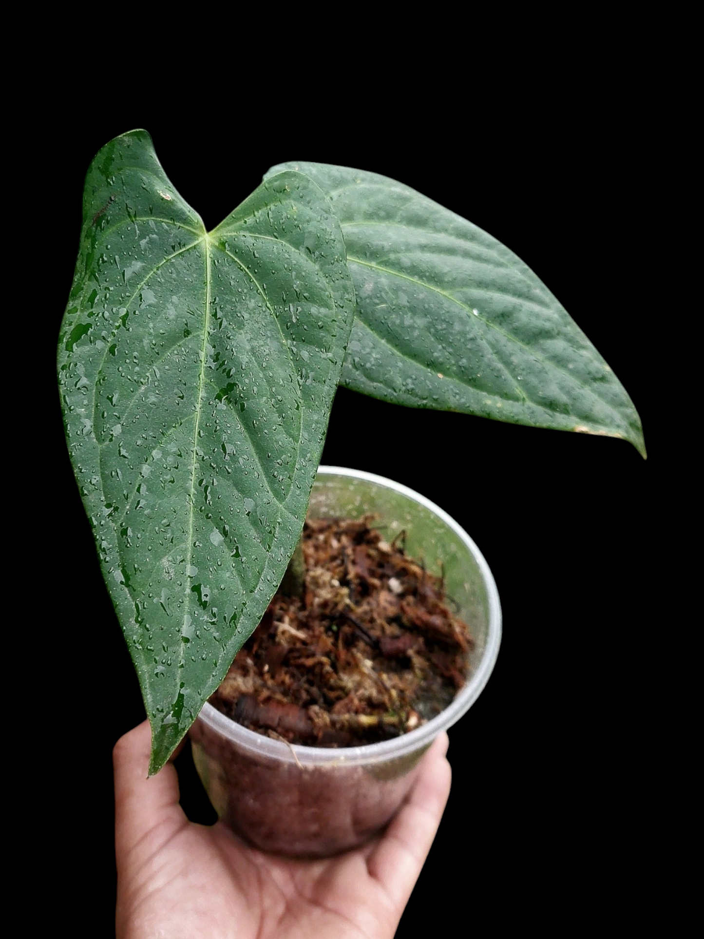 Anthurium sp. "Tarapoto Dark Velvet" Wild Ecotype (EXACT PLANT)