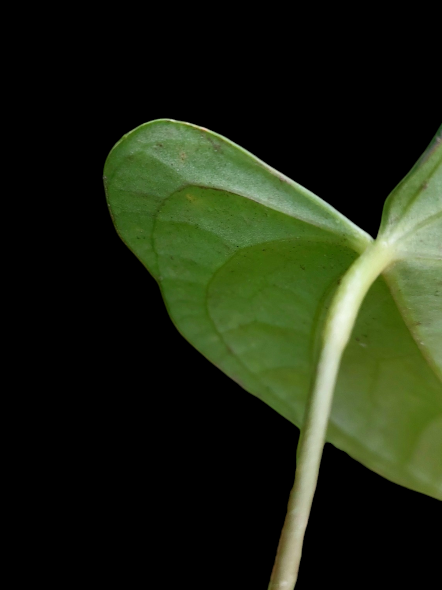 Anthurium sp. "Tarapoto Dark Velvet" Wild Ecotype (EXACT PLANT)