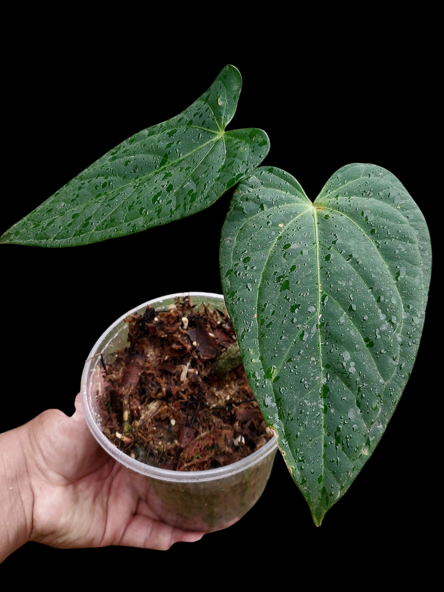 Anthurium sp. "Tarapoto Dark Velvet" Wild Ecotype (EXACT PLANT)