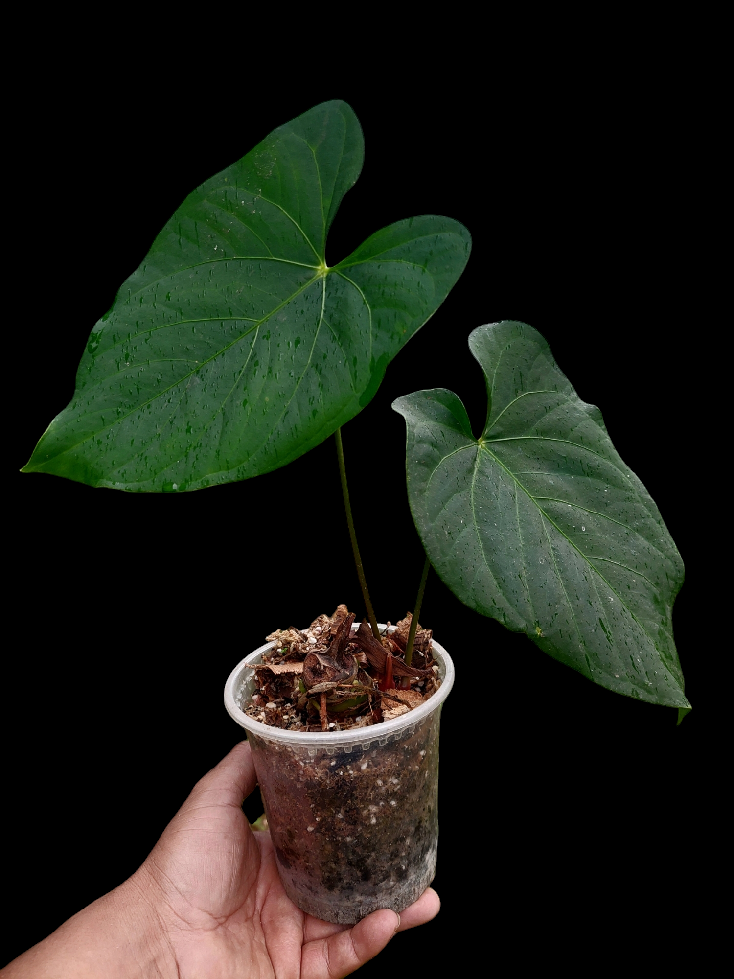 anthurium dark velvet Anthurium sp. 'HuanuQuense Dark Velvet' Wild Ecotype (EXACT PLANT)