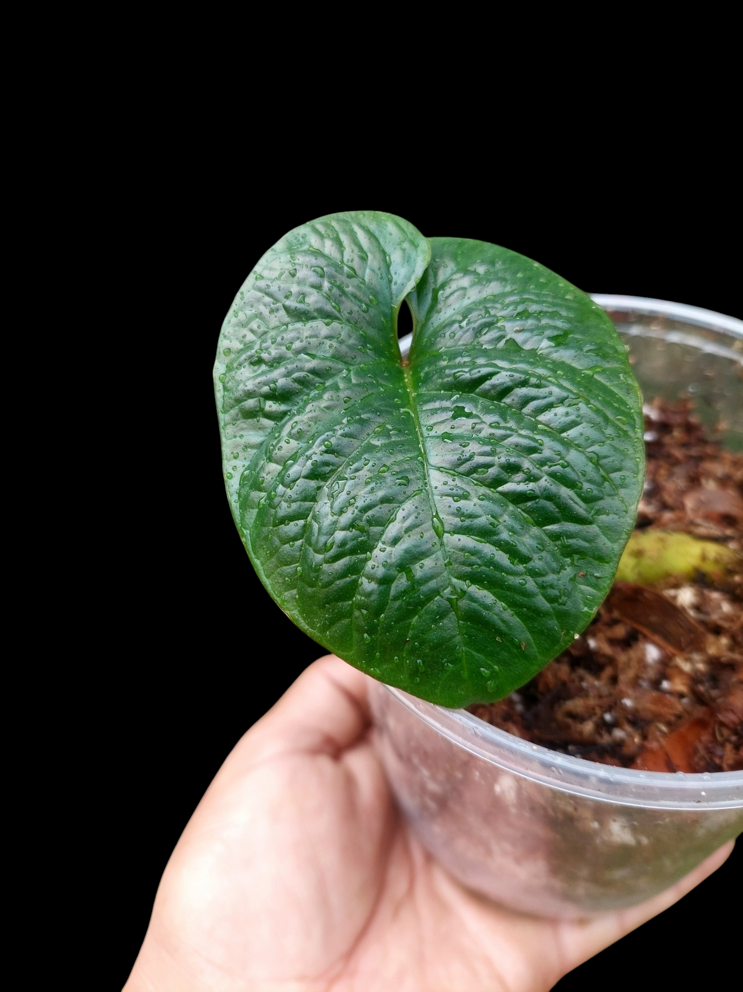 Anthurium Nutibarense Wild Ecotype (EXACT PLANT)
