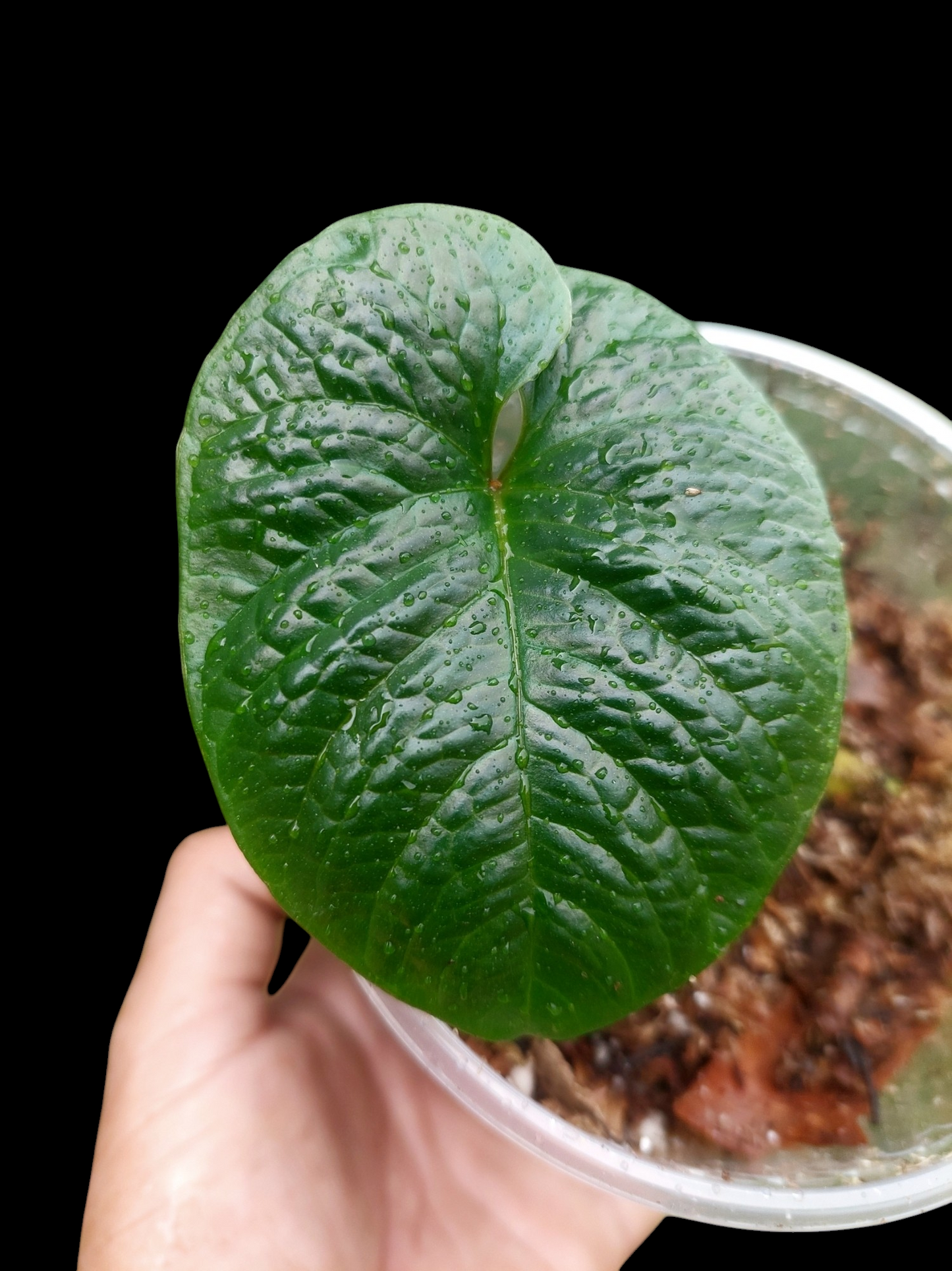 Anthurium Nutibarense Wild Ecotype (EXACT PLANT)